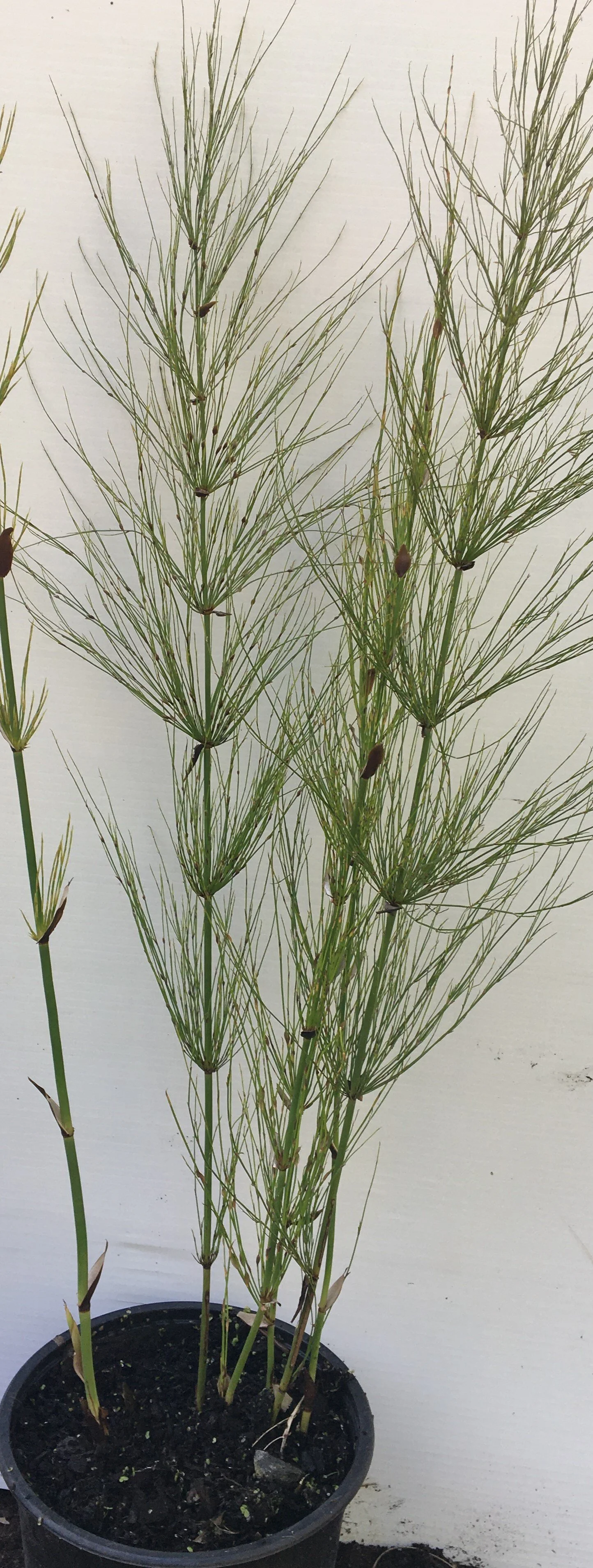 elgia capenensis cropped.JPG