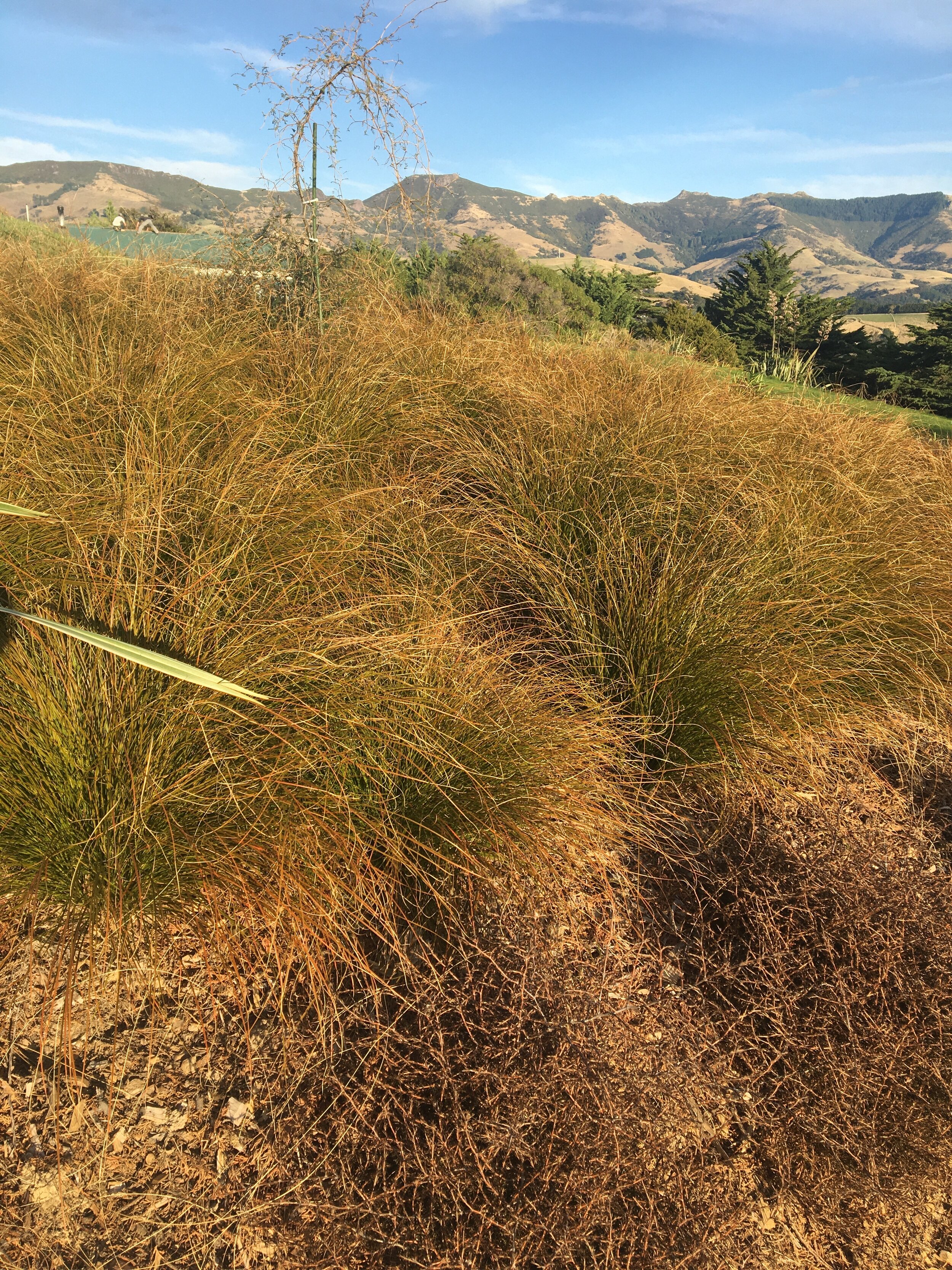 carex testacea growning.JPG