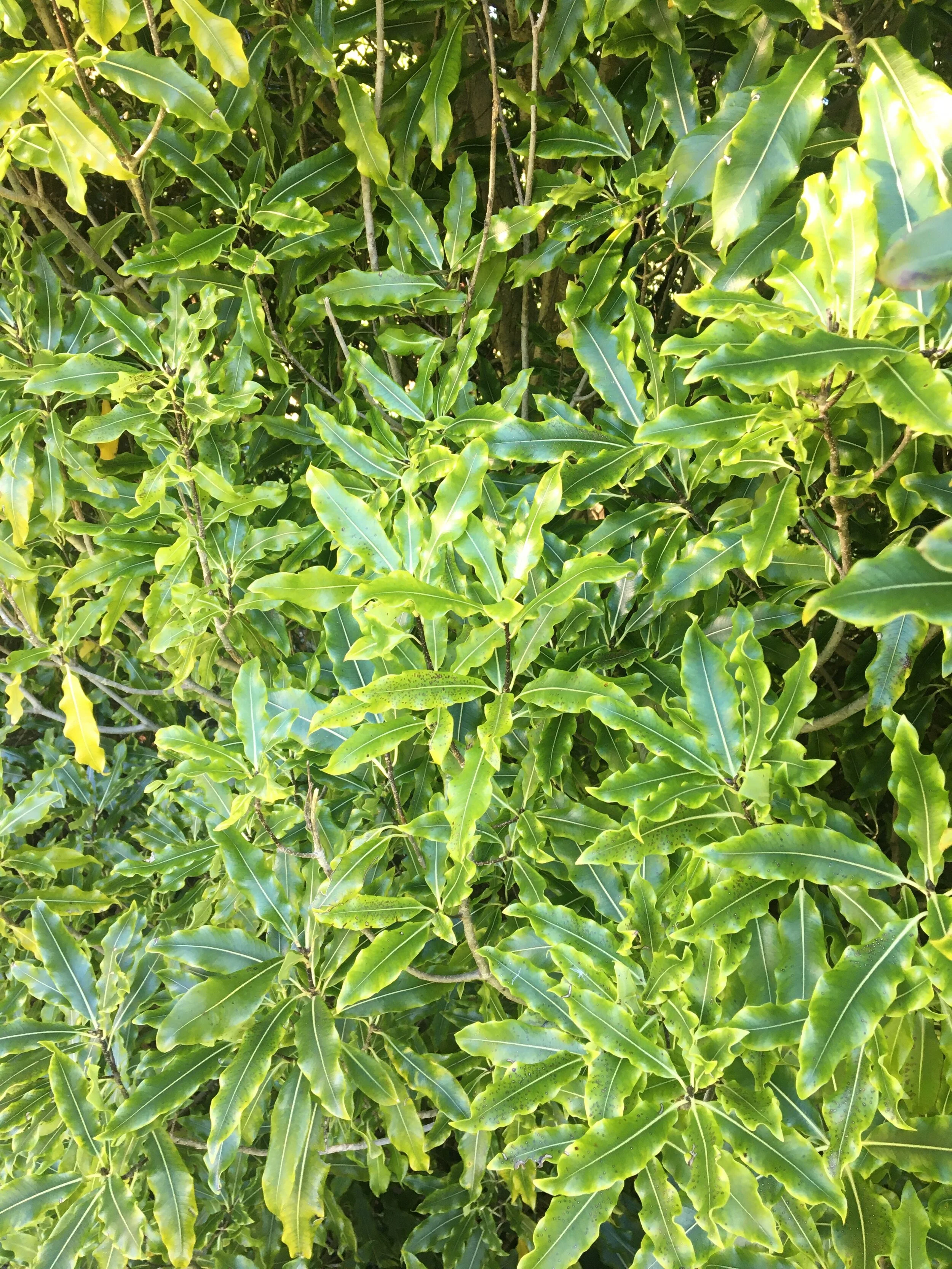 hedging plants christchurch