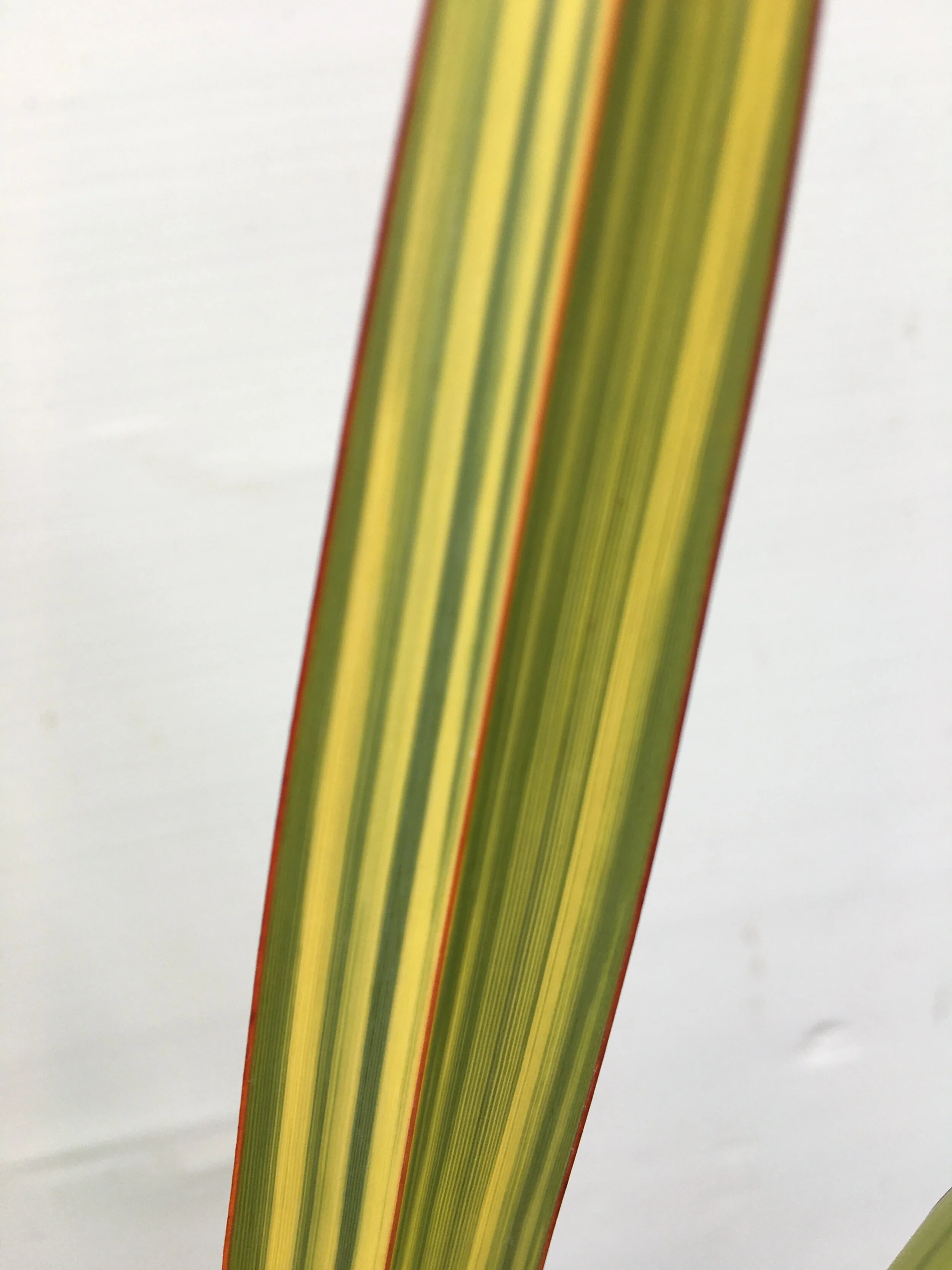 phormium apricot queen one leaf.JPG