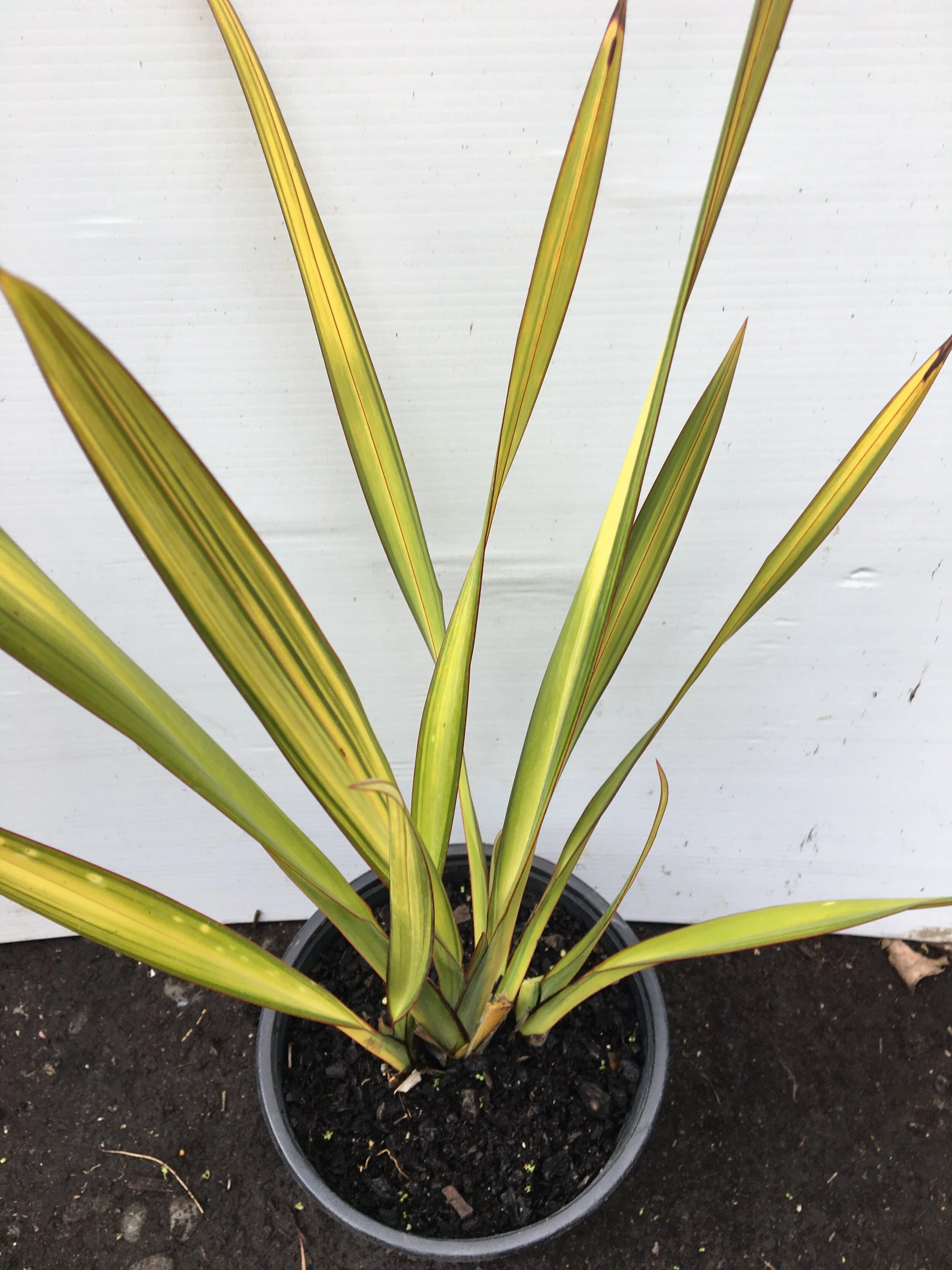 phormium apricot queen 2.5.JPG