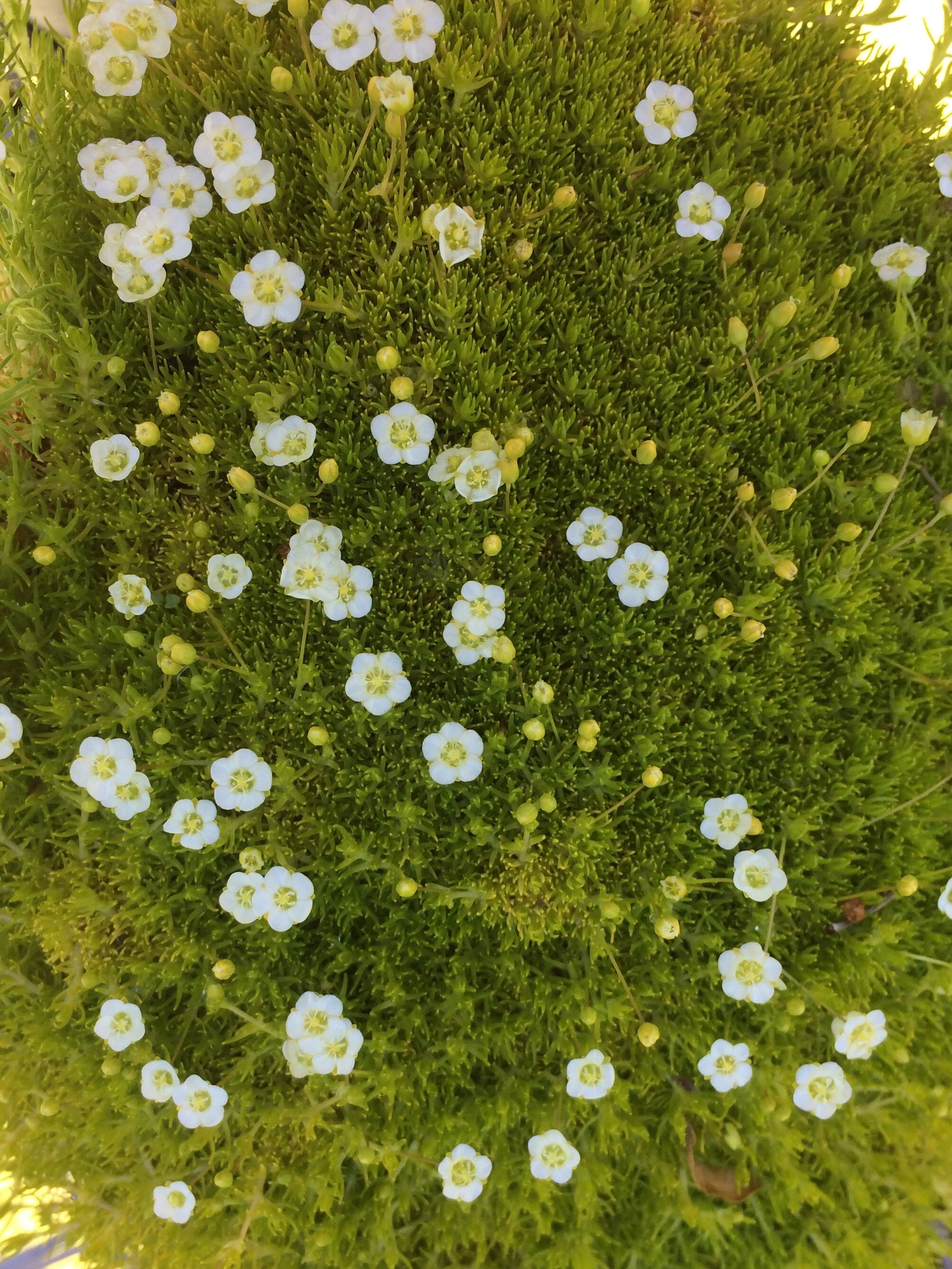 iris moss in flower.jpg
