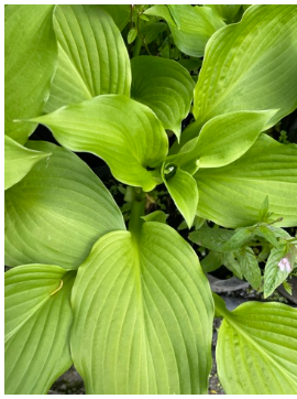 hosta ventricosa.png