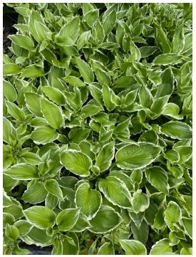 hosta+marginata+alba.jpg