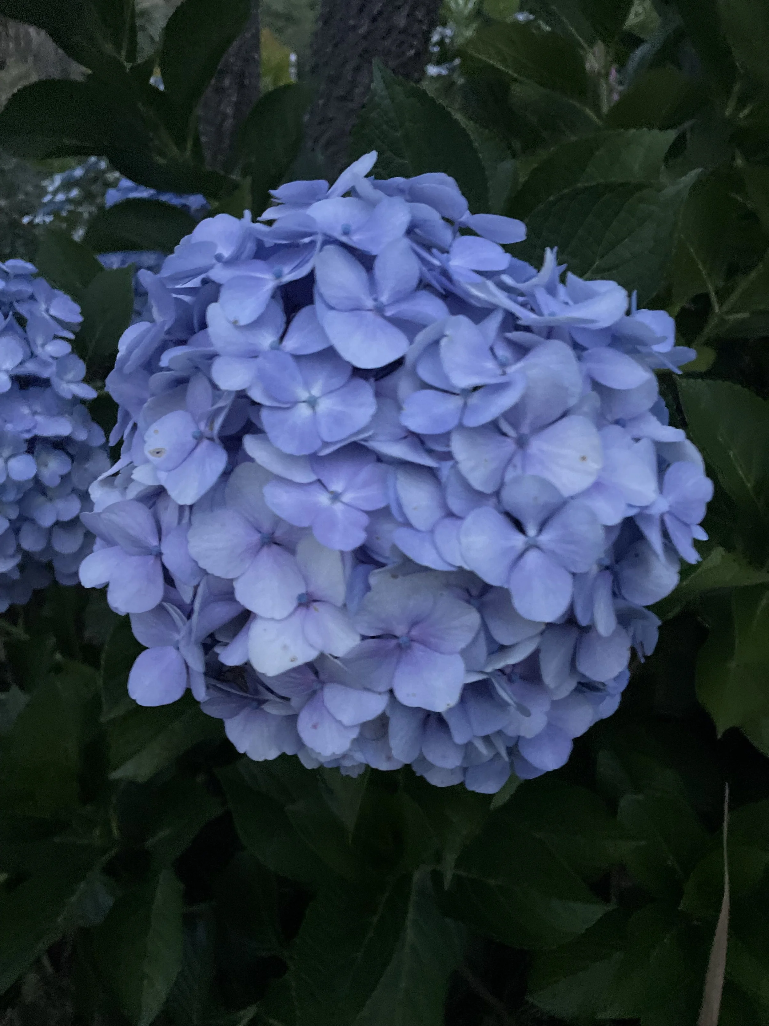 Plant Nursery Christchurch Wholesale Plants NZ Wide