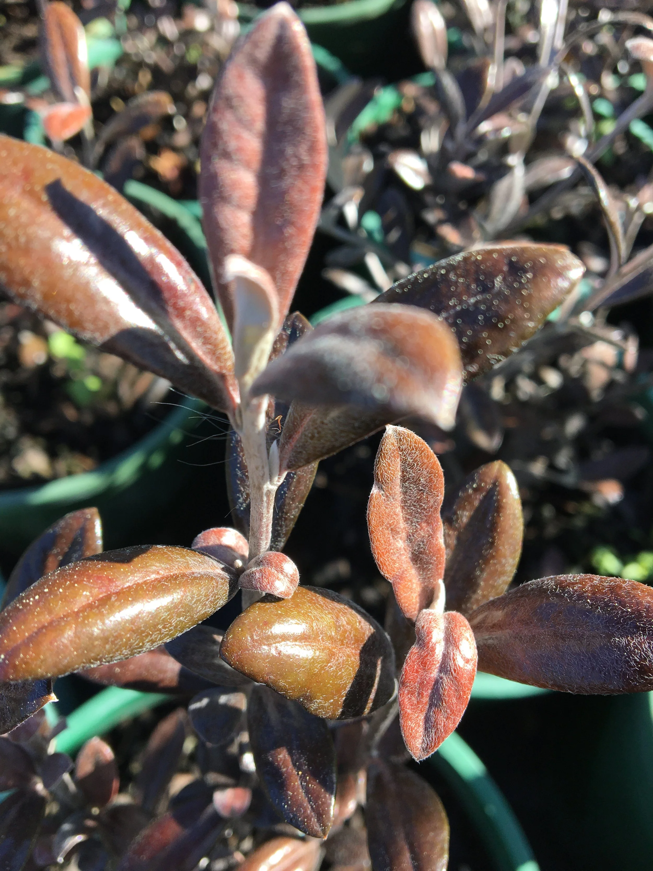 corokia christchurch
