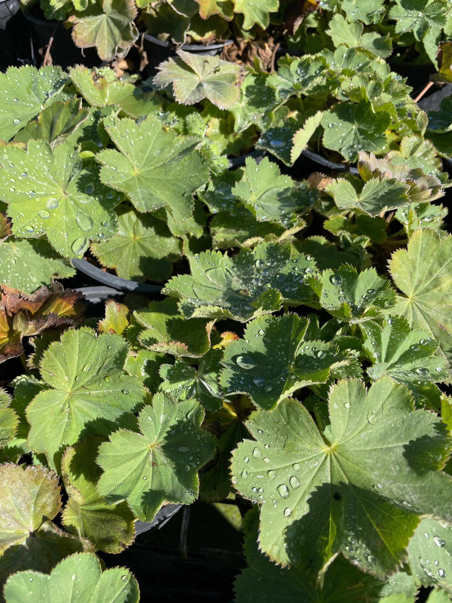 89B9BE41-A6BA-4D35-833A-2910F44D6368