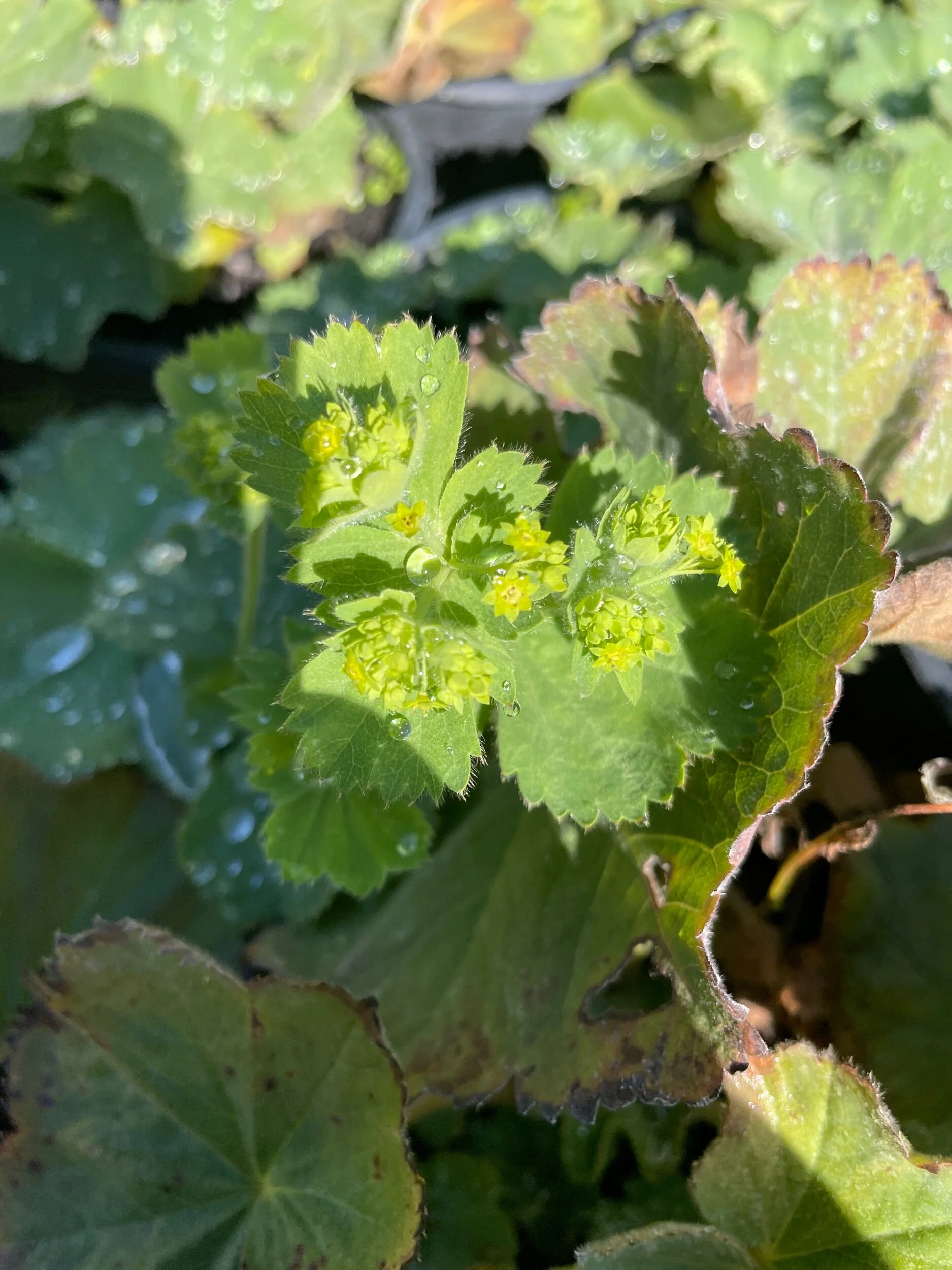 A38B5109-160C-4062-B1FC-9BA9DA5EAD2D