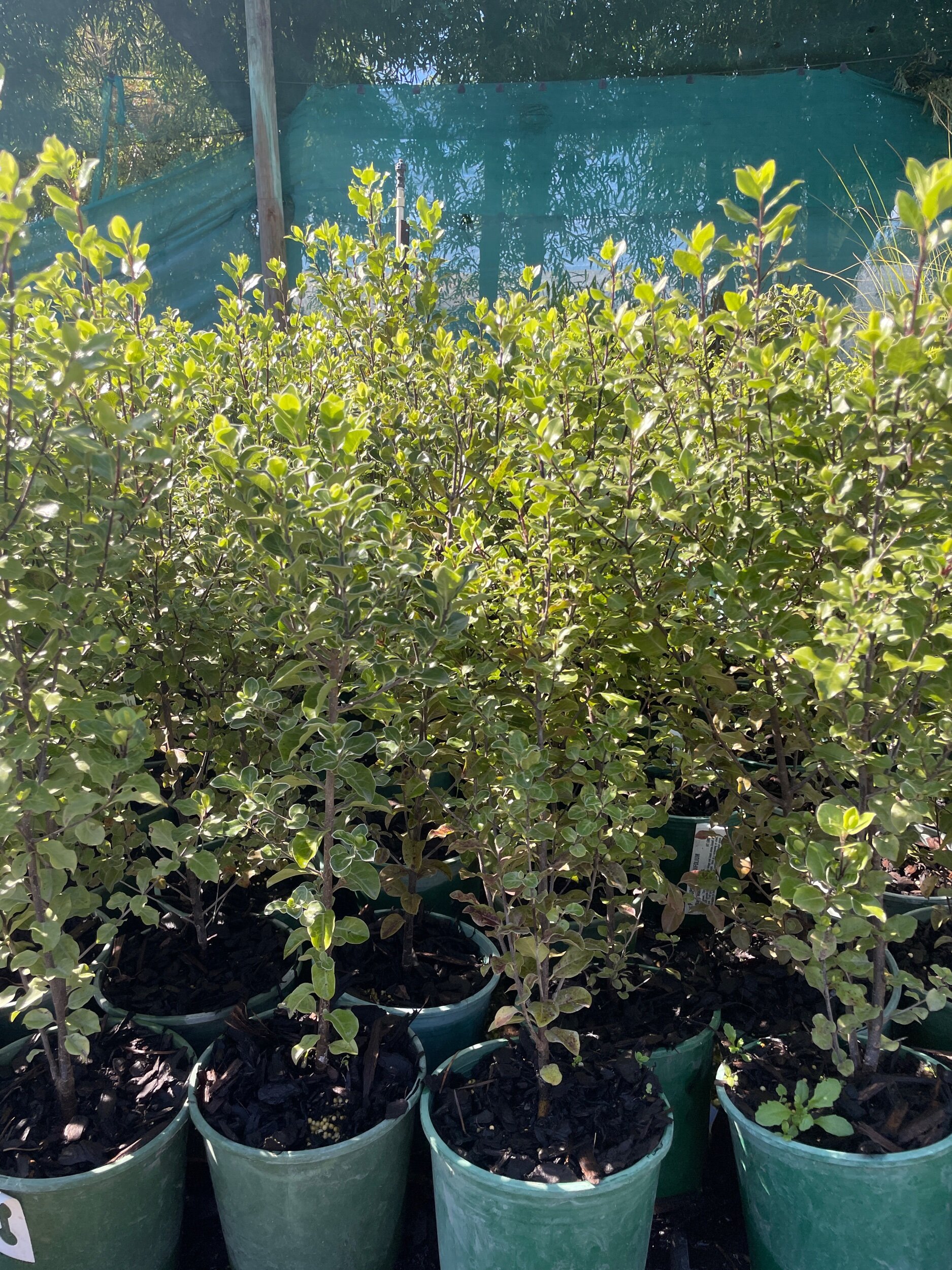 82D5901B-1784-4297-98D3-3FCFDFDB9161