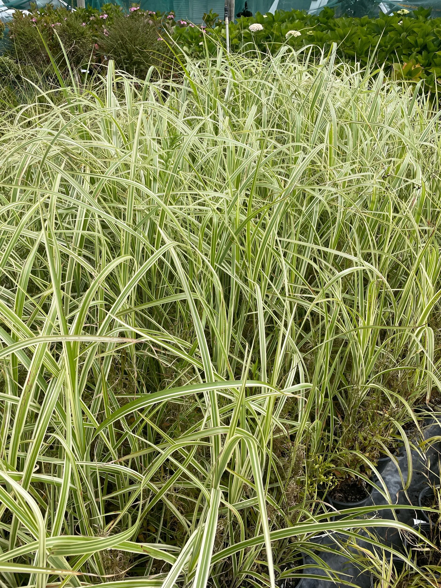 445ADFA5-0C33-4CB7-8034-E3189B14E032