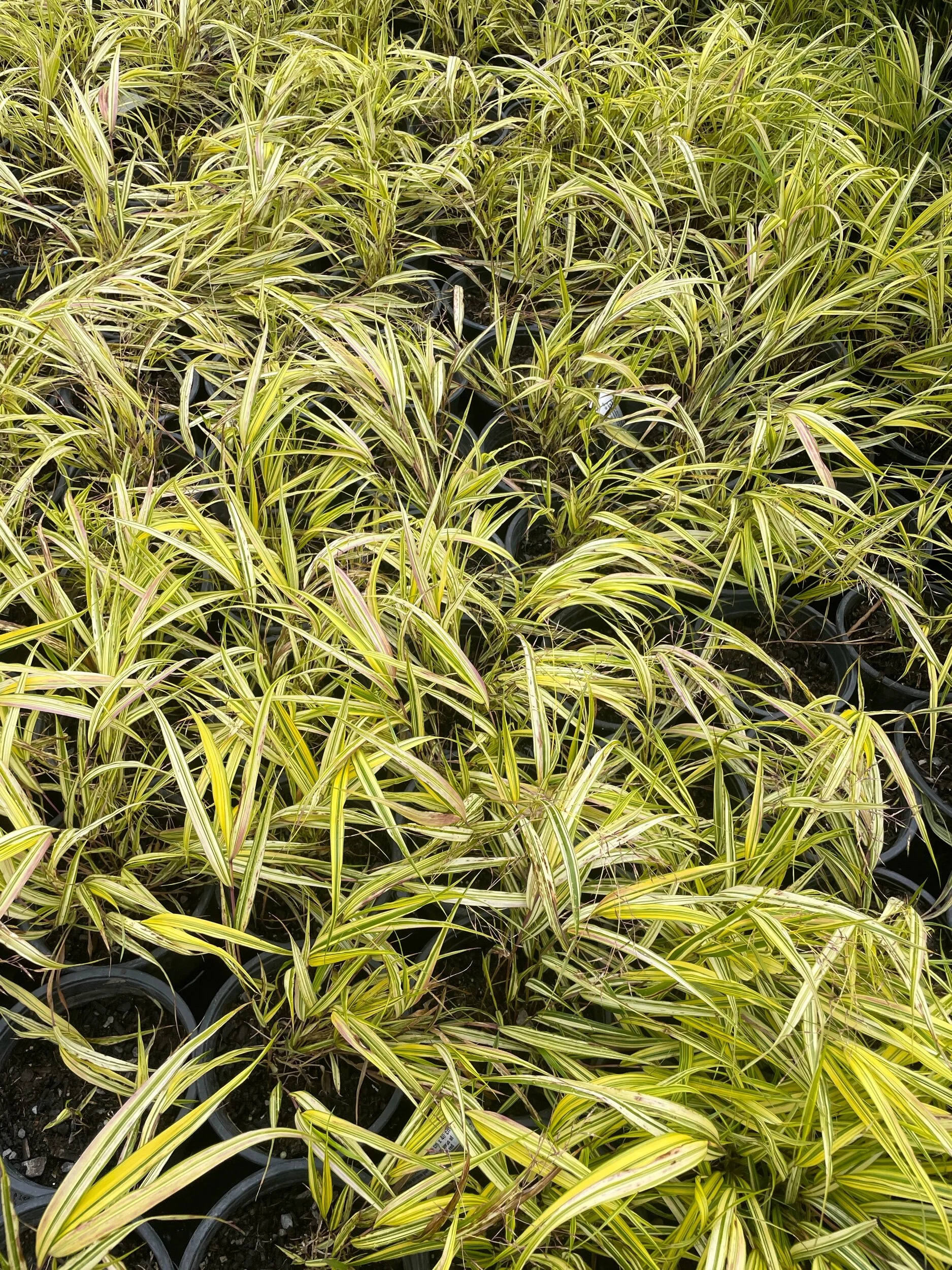 B0115AAE-6D22-4200-80C8-F03D89757D04