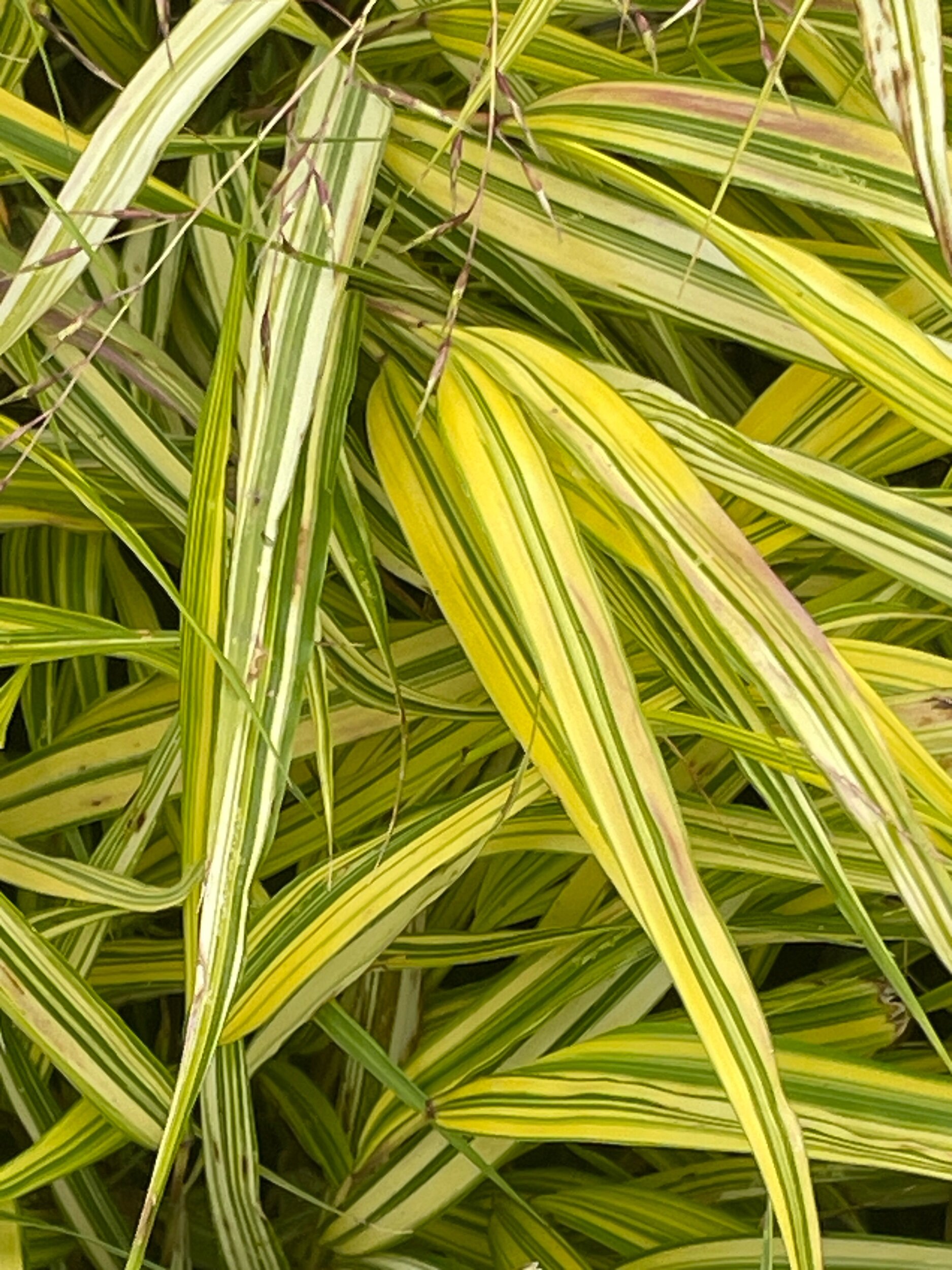 EB24E85E-936C-4DC5-965B-B7E1111871C1