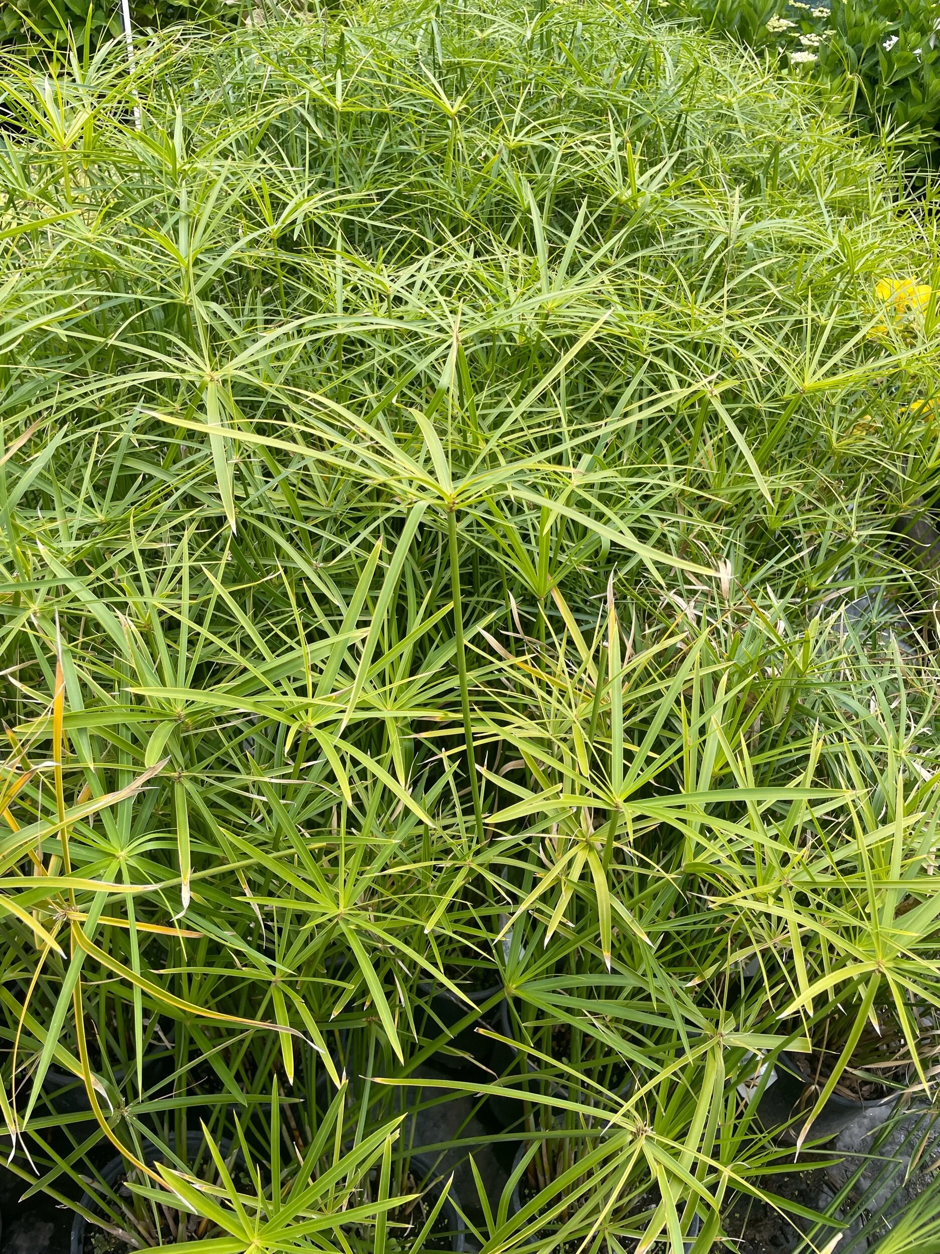 42432EE6-75CC-4C03-A022-942858A58CB4