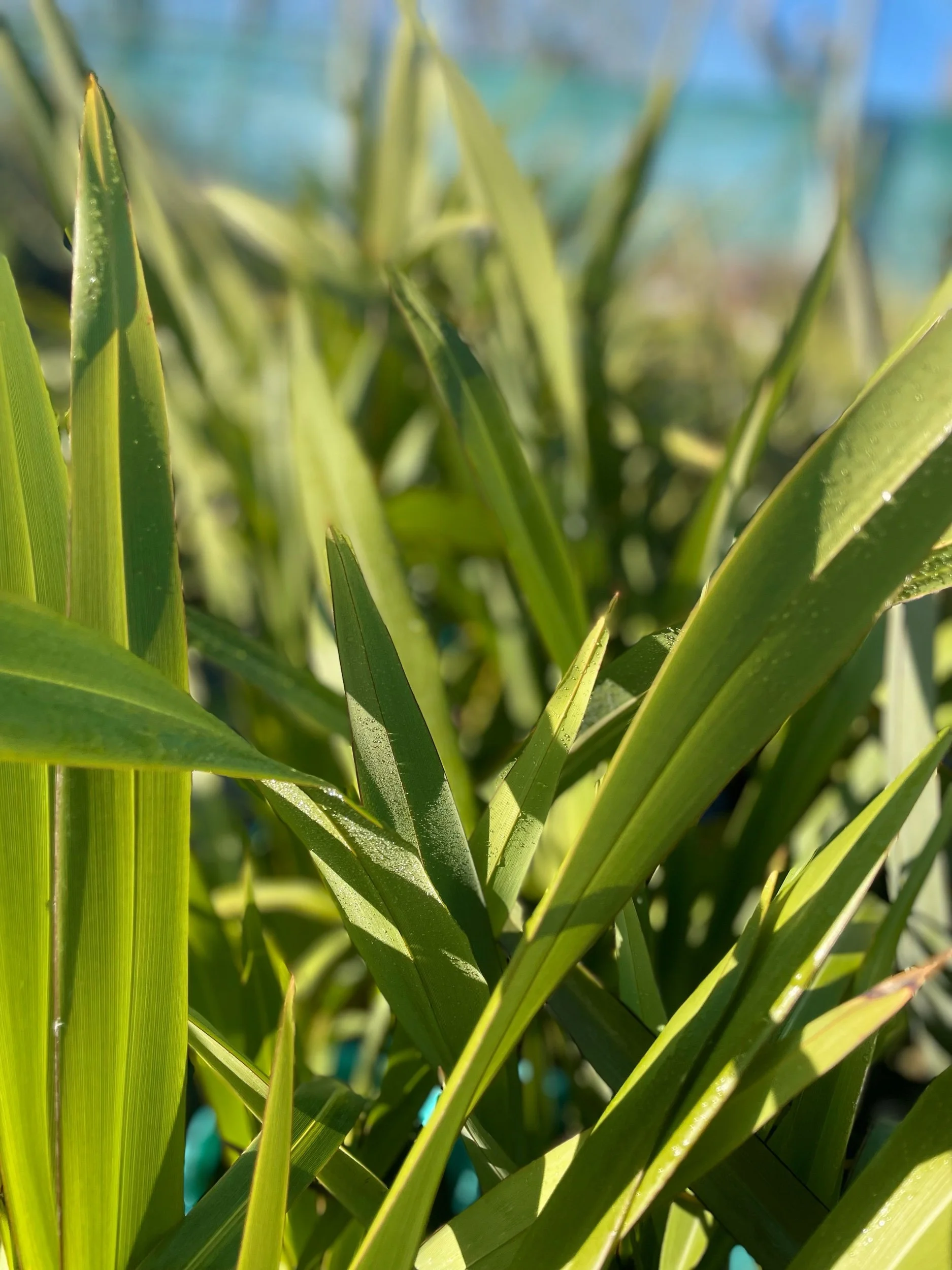 Plant Nursery Christchurch Wholesale Plants NZ Wide