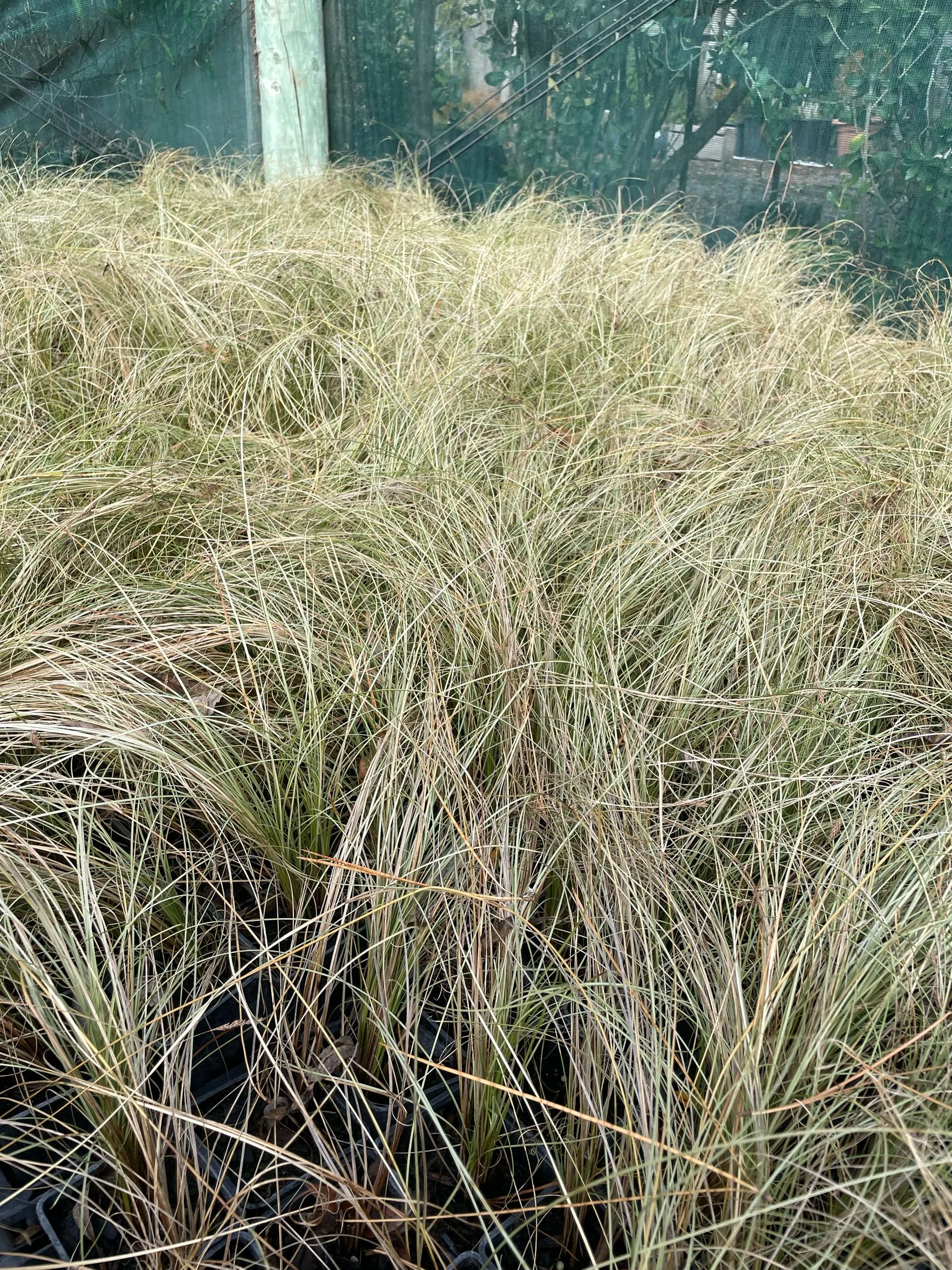 Plant Nursery Christchurch Wholesale Plants NZ Wide