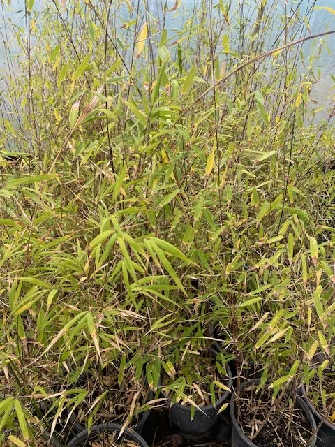 Fargesia Nitida - Chinese Fountain Bamboo