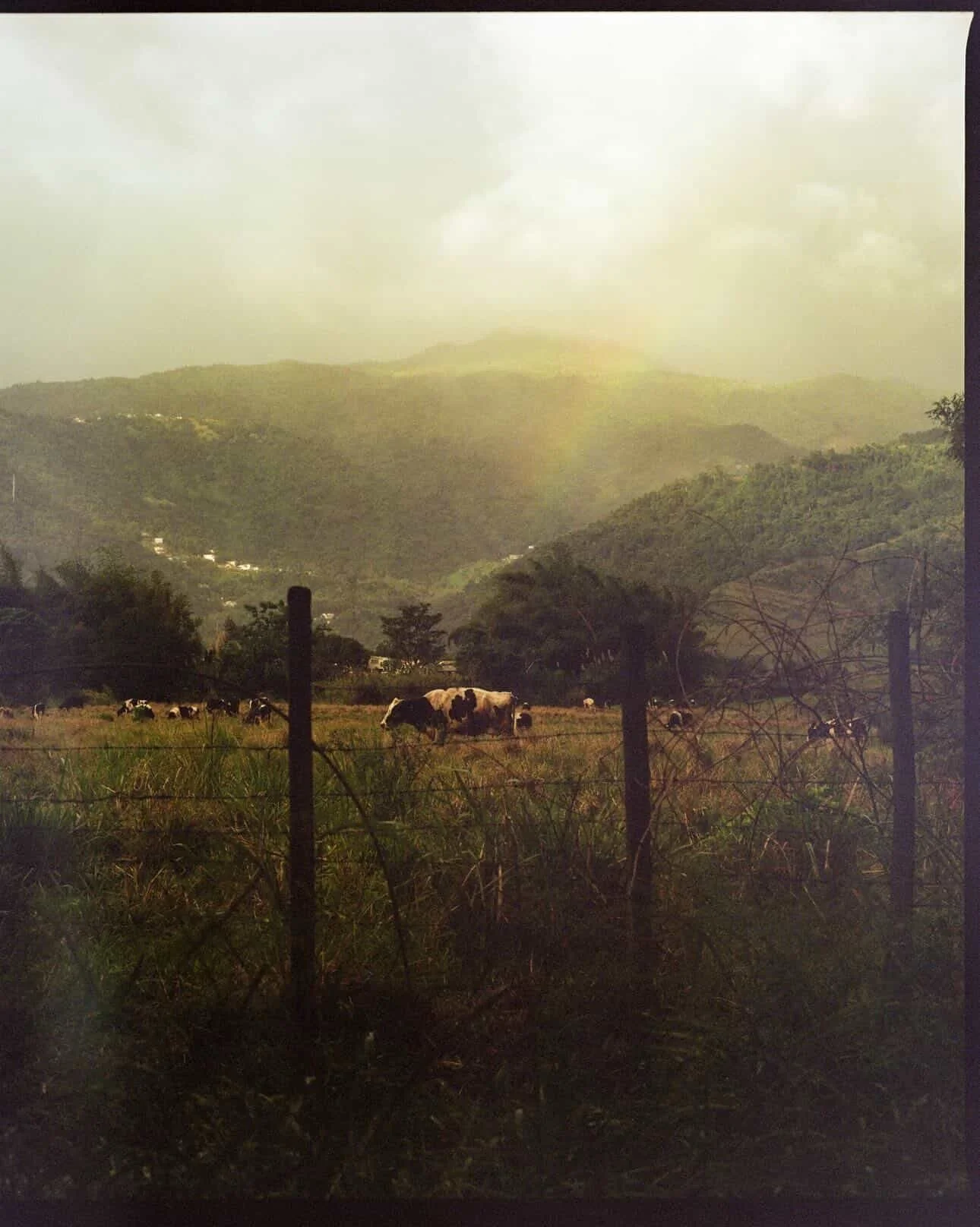 &ldquo;LA TIERRA&rdquo; through the lens of Nate Haile 🌱

Captured just moments before a late afternoon storm in Naguabo, Puerto Rico, in January 2025, this piece beautifully illustrates the land coming alive. It evokes an indescribable sense of pro