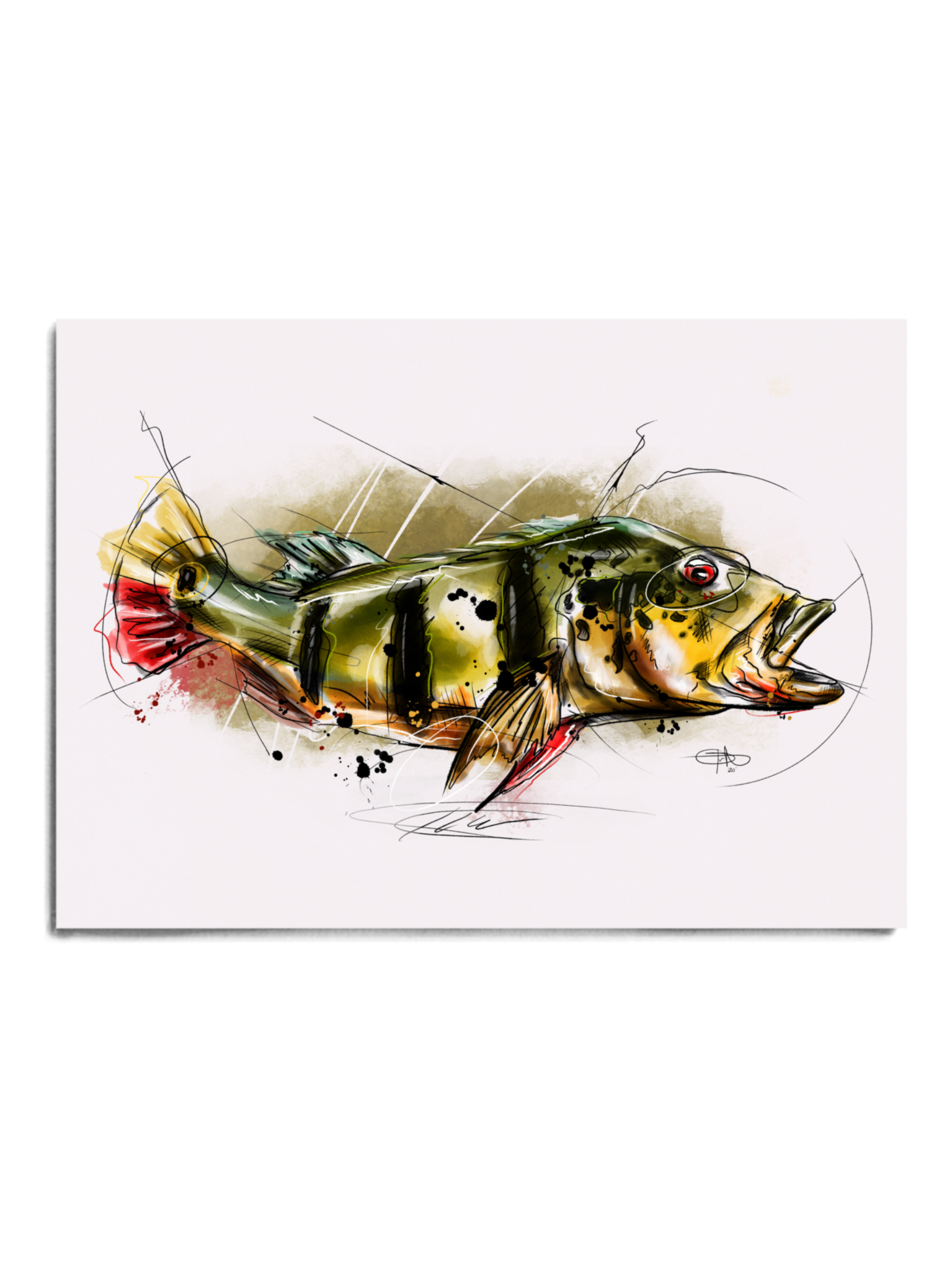Jungle Series - Peacock Bass