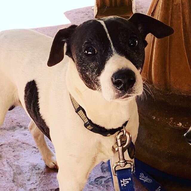 This little regular spent his 11 th birthday at the nest today with his mom and dad 🐶 dog friendly patio everyone