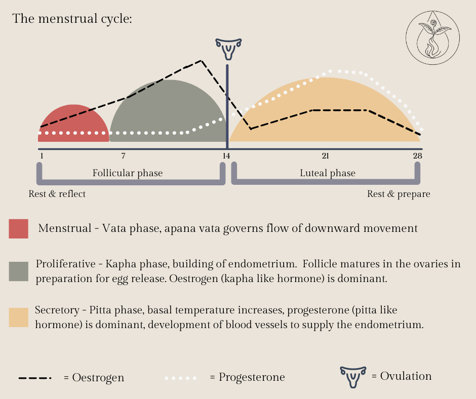 Whole Roots Health - The Luteal phase is the stage of a woman's cycle  beginning at the time of ovulation and ending either when the menses begins  or with pregnancy. The luteal