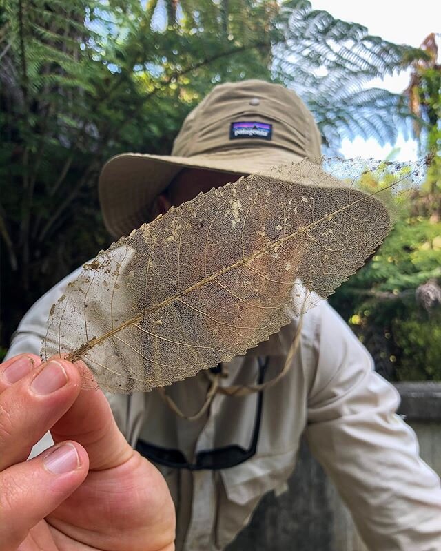 Melicytus ramiflorus skeleton leaf #newzealand @purenewzealand