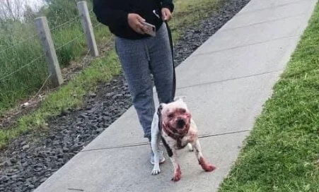 Hero the Staffy after fatally mauling Coco the Daschund (Image: Facebook)