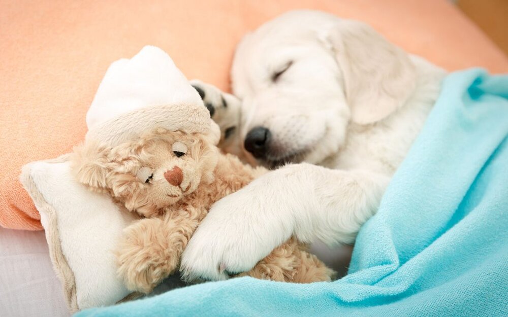 dream doggo.jpg