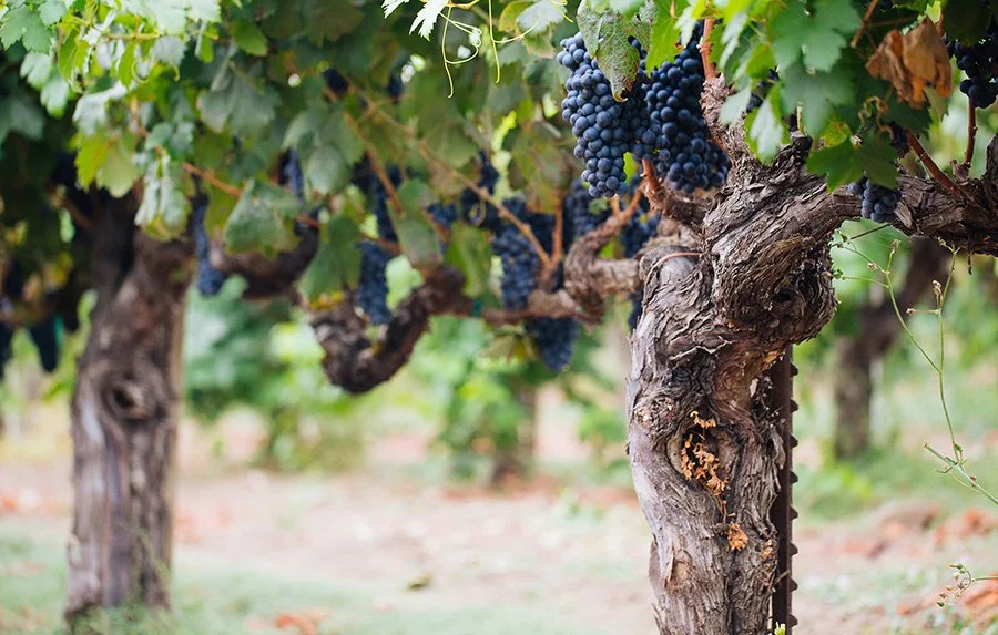 Winemakers Dinner Seghesio - Sabaki tirsdag 5. mars