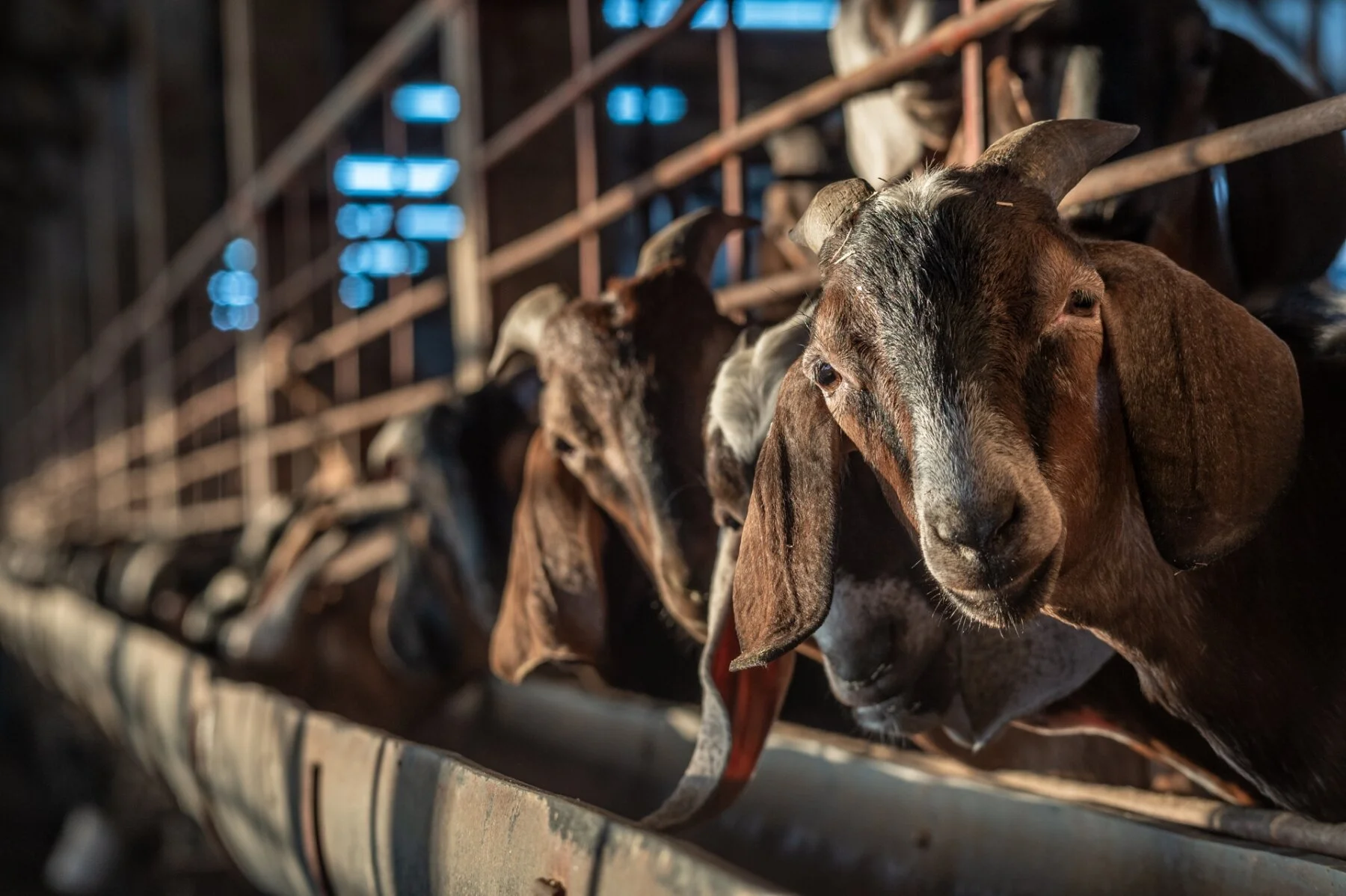 GoatFarm_Taiwan_JMcArthur_2019-7461.jpg
