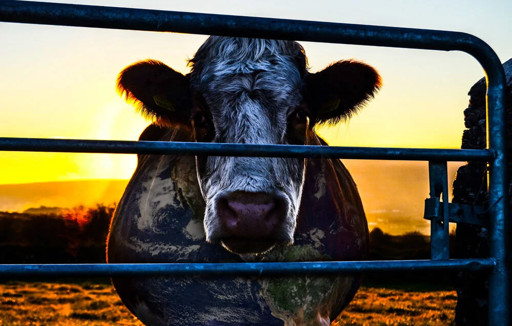 Cowspiracy cow.jpg