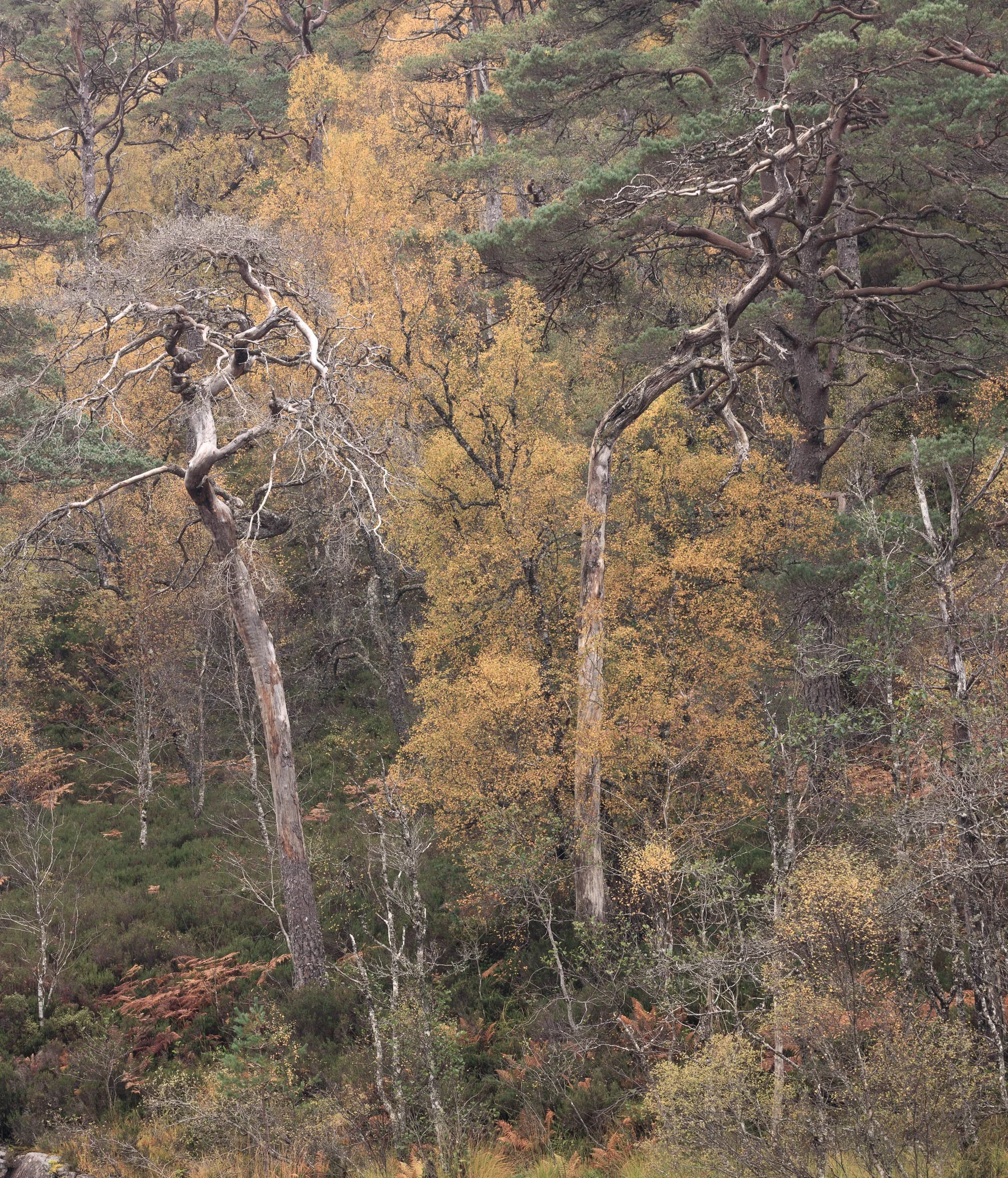 ScotlandAutumn2026-26.jpg