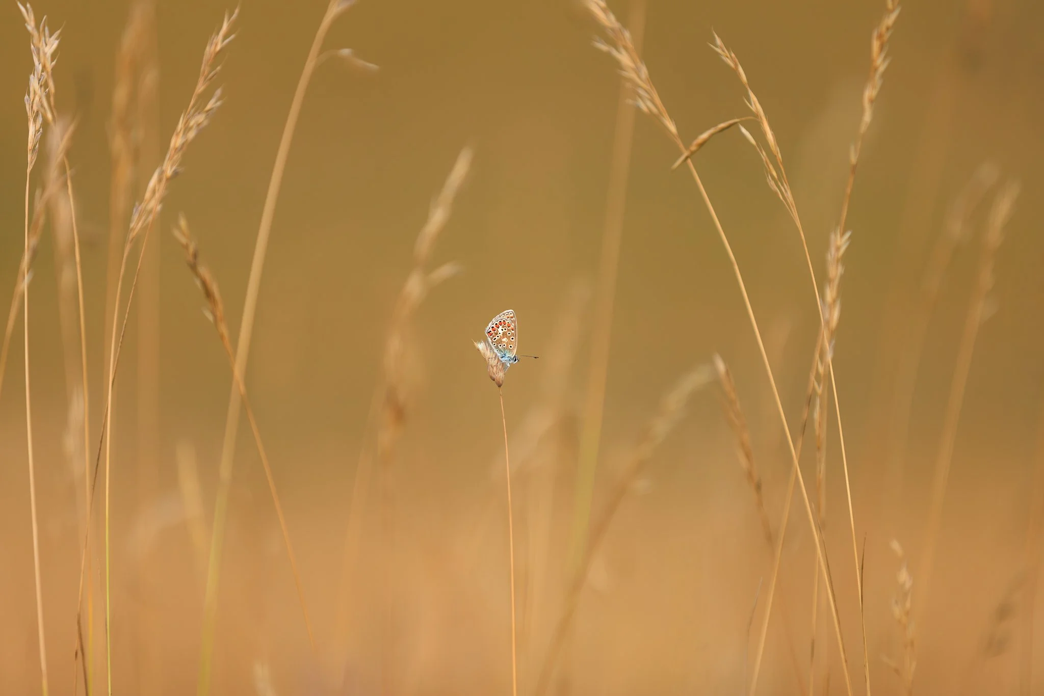 Sapphire in the rough - August 2026