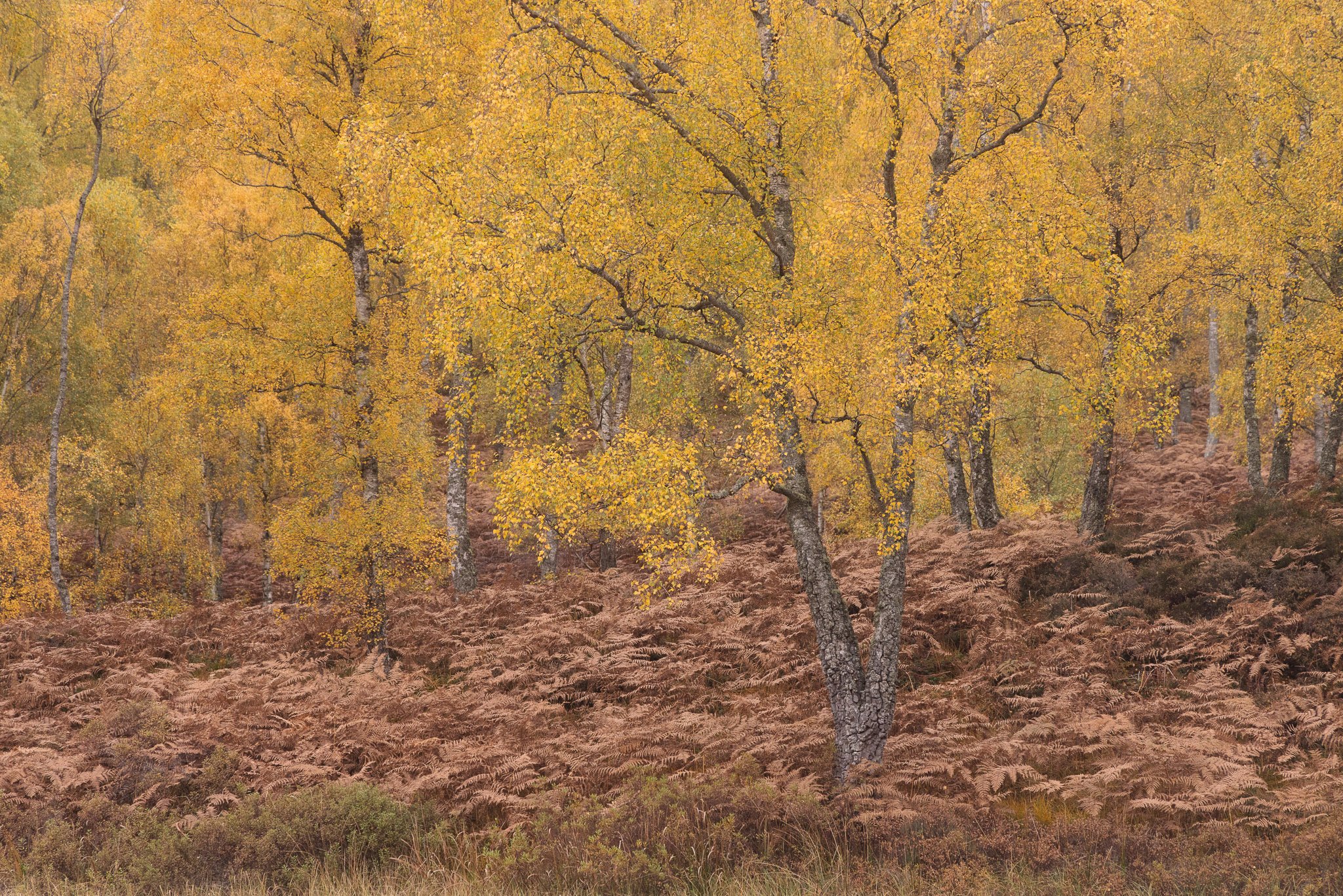 ScotlandAutumn2026-49.jpg
