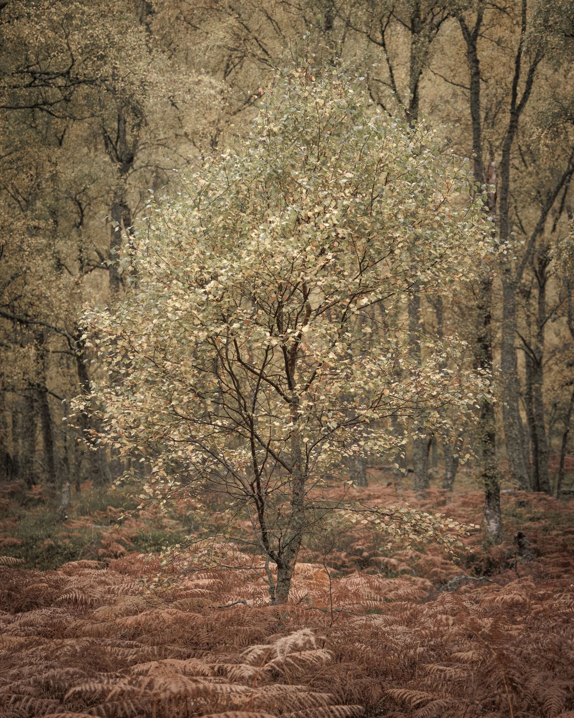 ScotlandAutumn2026-44.jpg