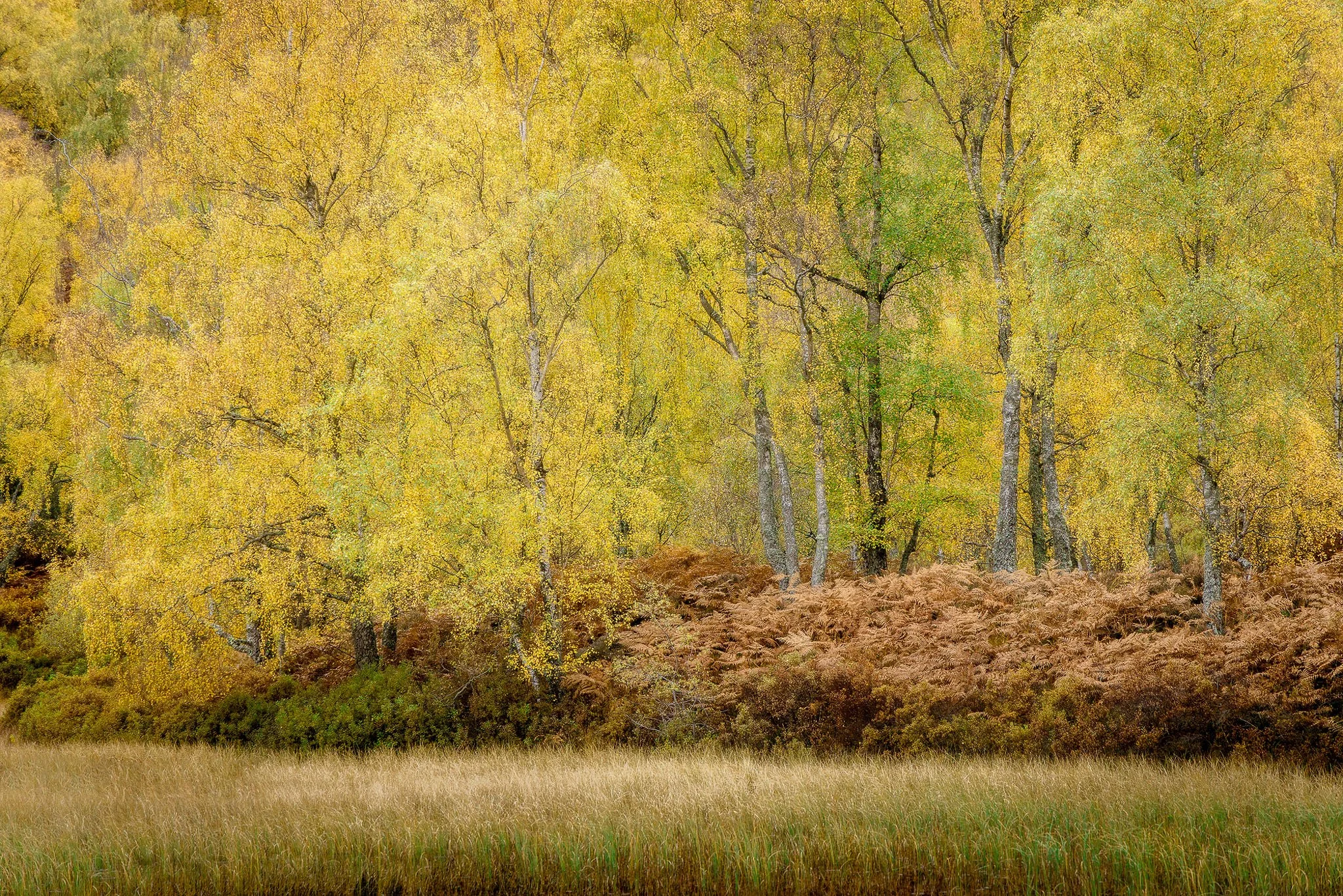 ScotlandAutumn2026-50.jpg