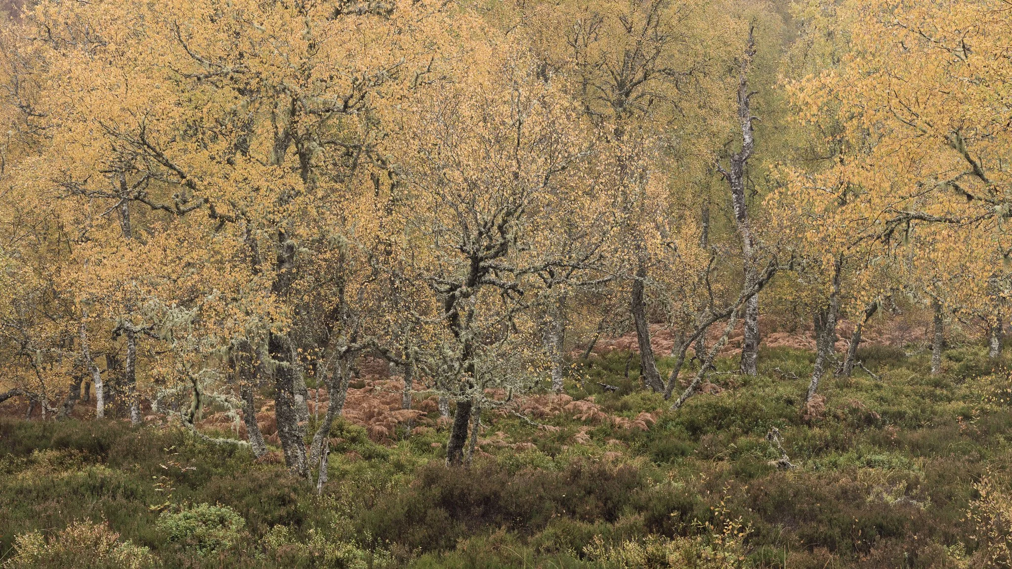 ScotlandAutumn2026-37.jpg