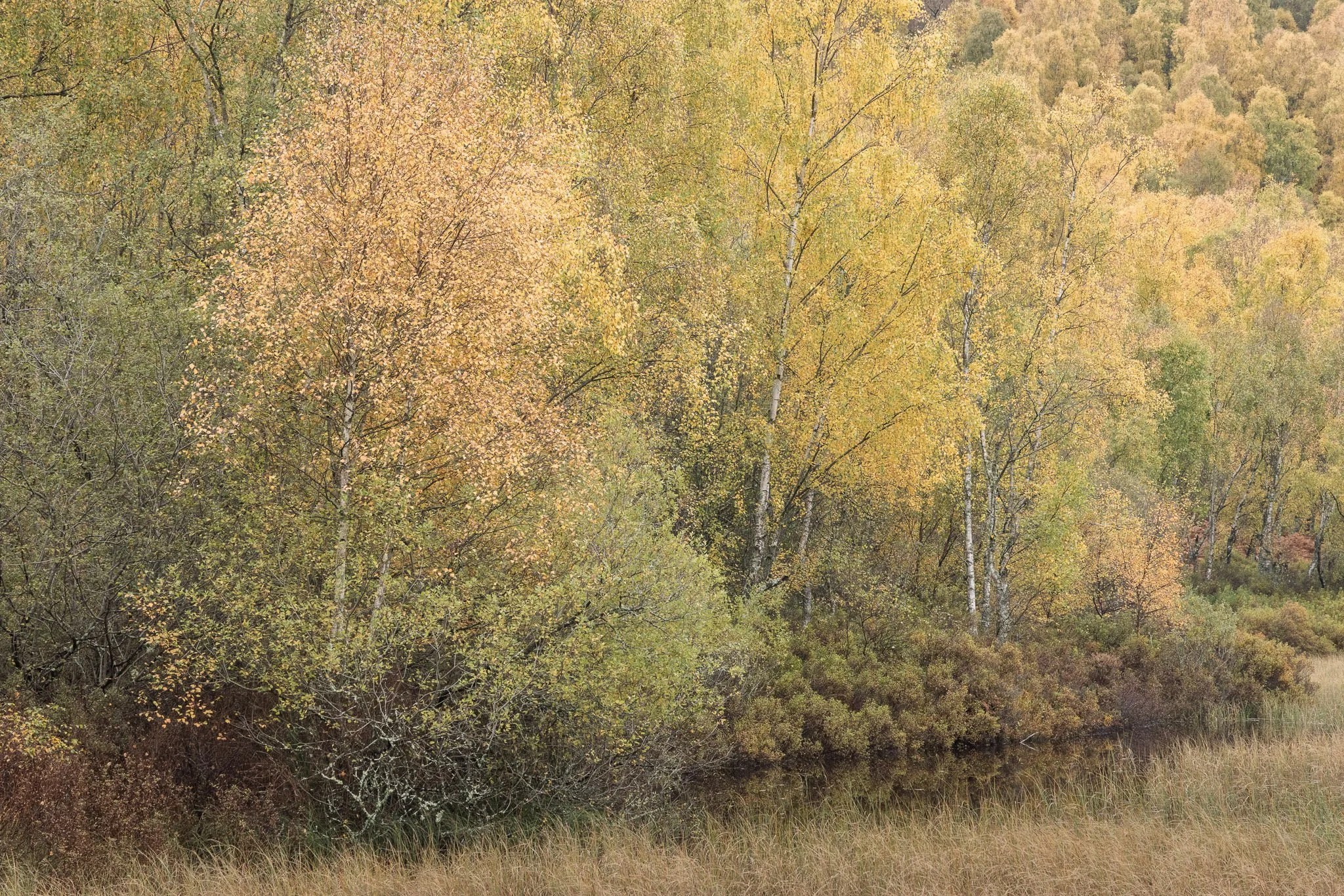 ScotlandAutumn2026-48.jpg