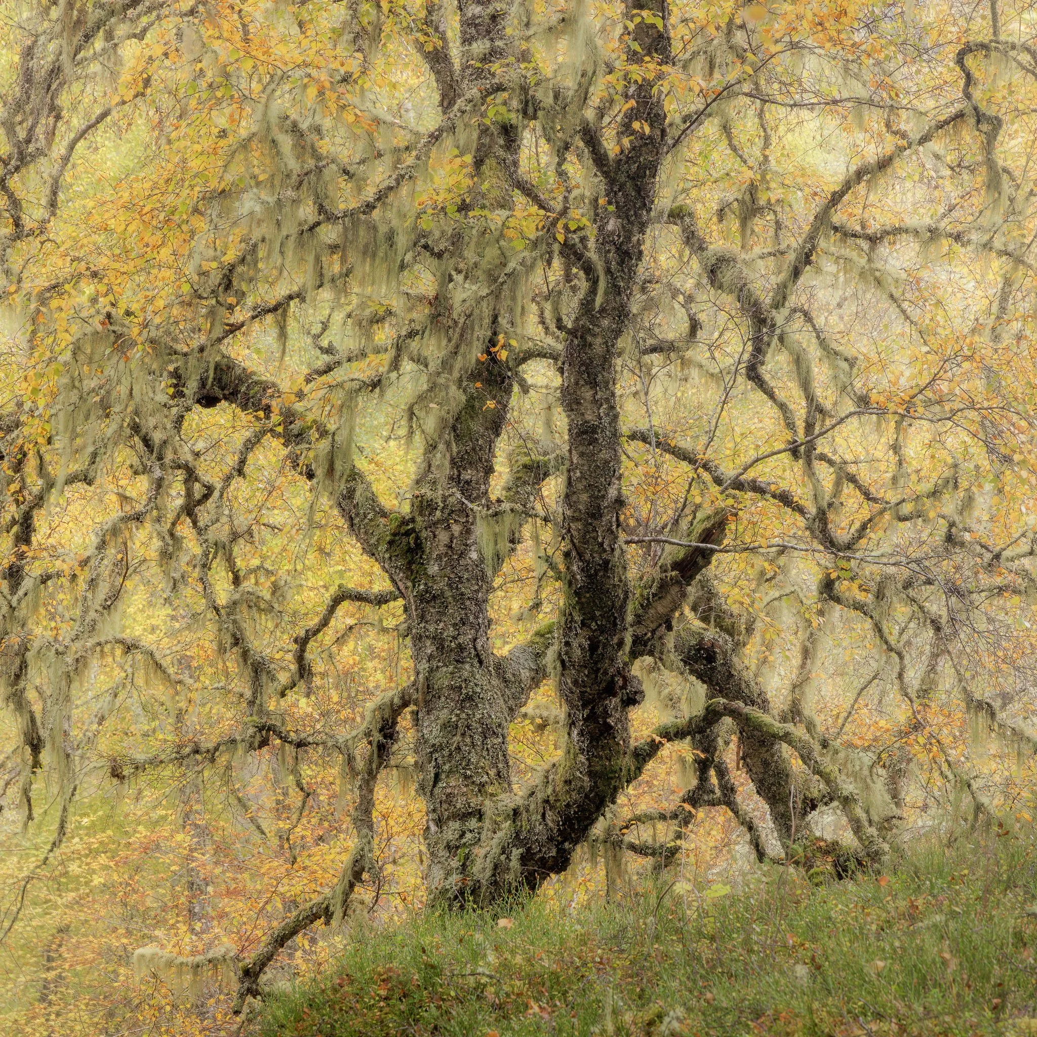 Downy birch - Oct 2026