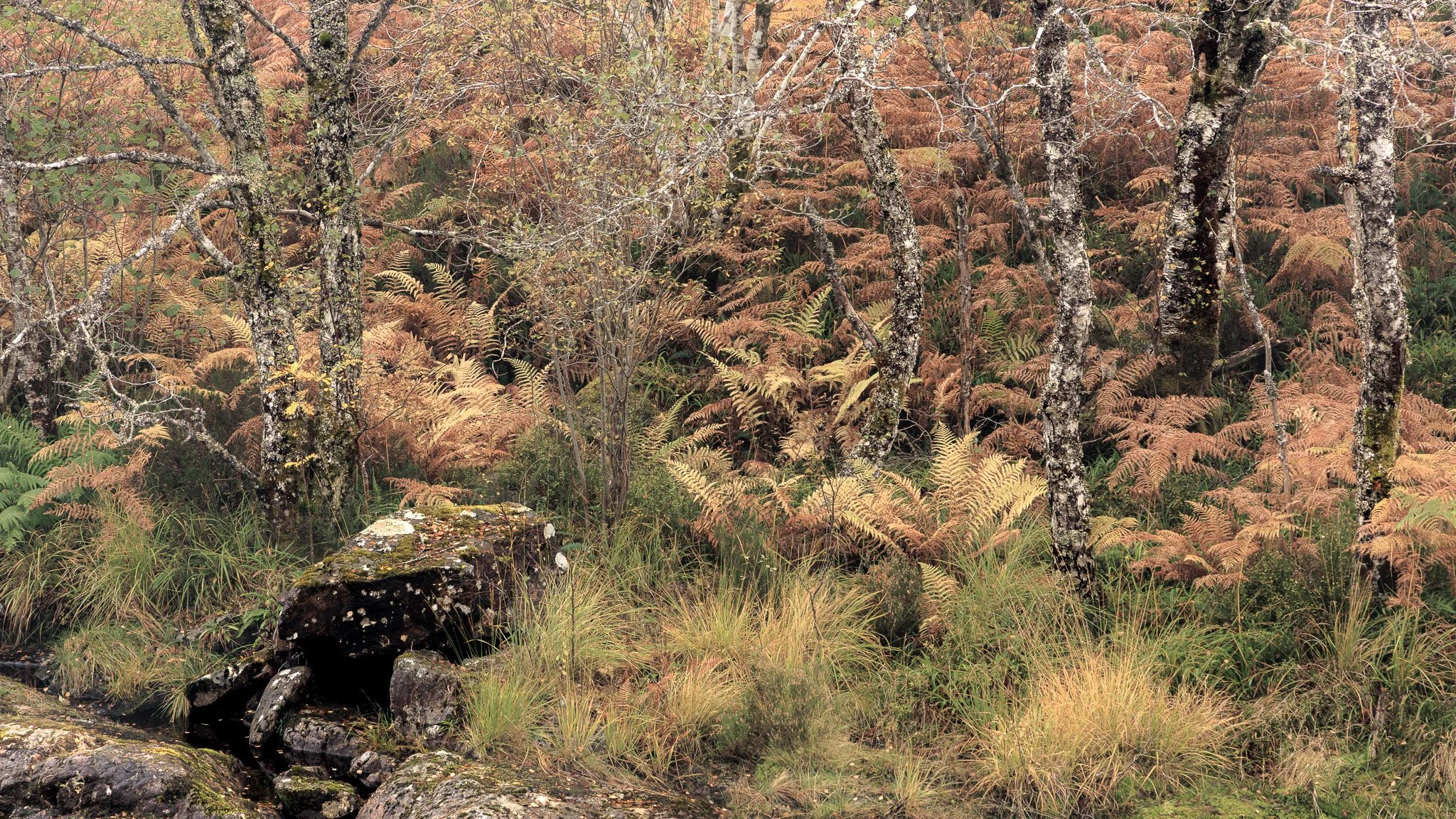 ScotlandAutumn2026-28.jpg