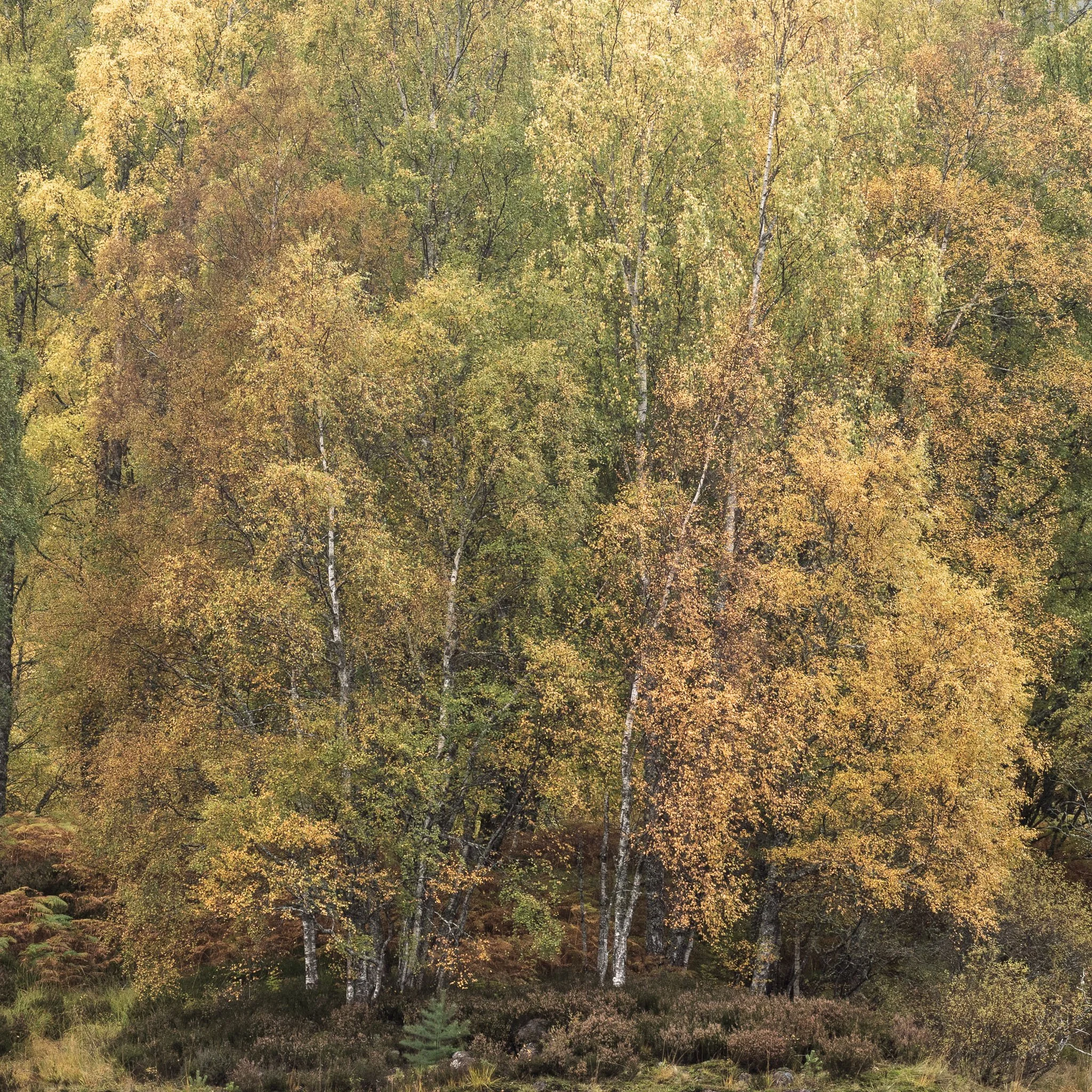 ScotlandAutumn2026-17.jpg