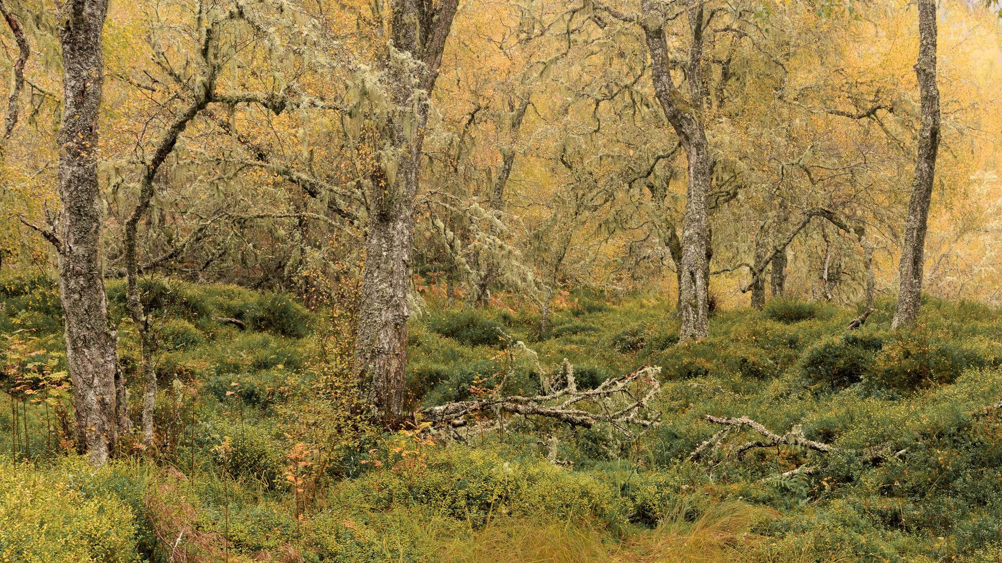 ScotlandAutumn2026-35.jpg