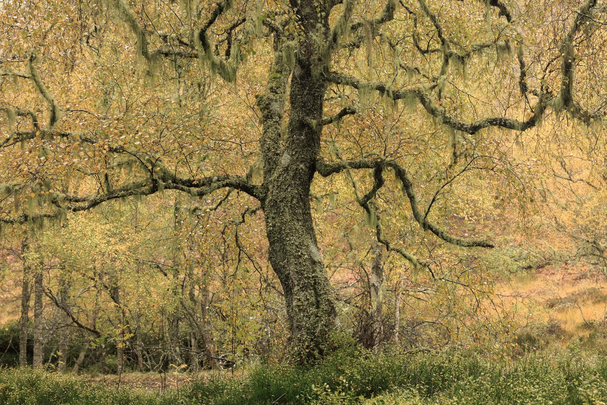 ScotlandAutumn2026-34.jpg