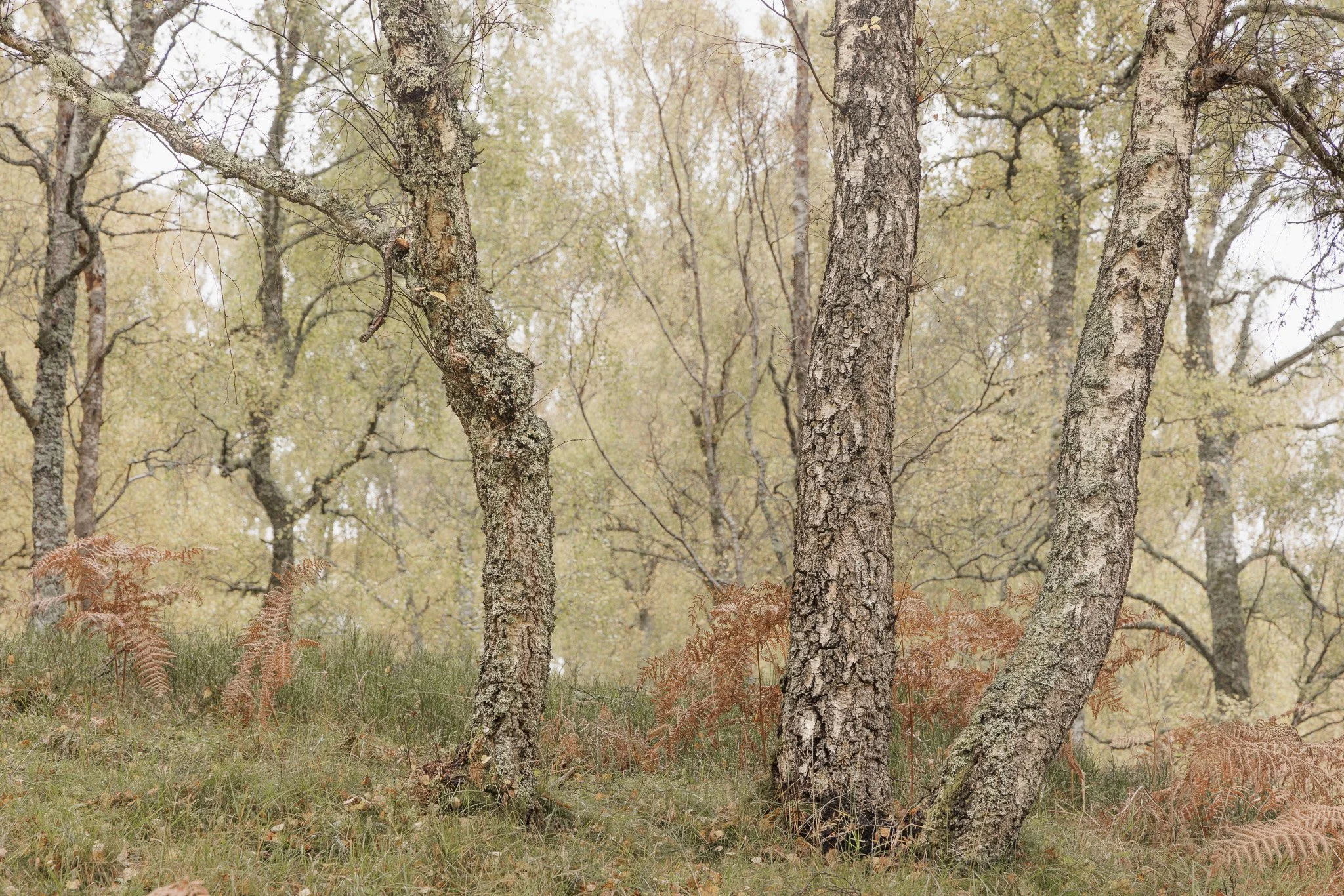 ScotlandAutumn2026-46.jpg