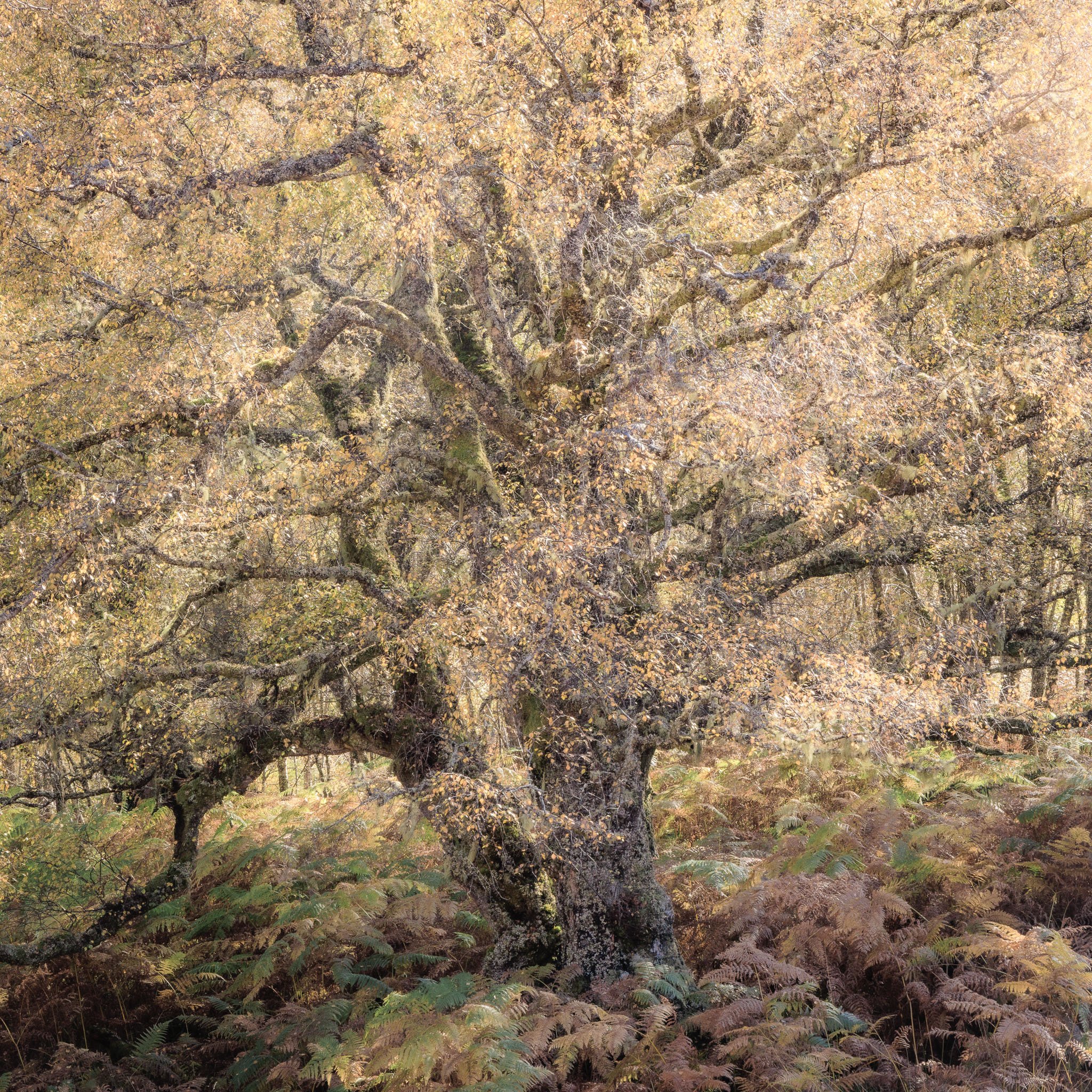 ScotlandAutumn2026-8.jpg