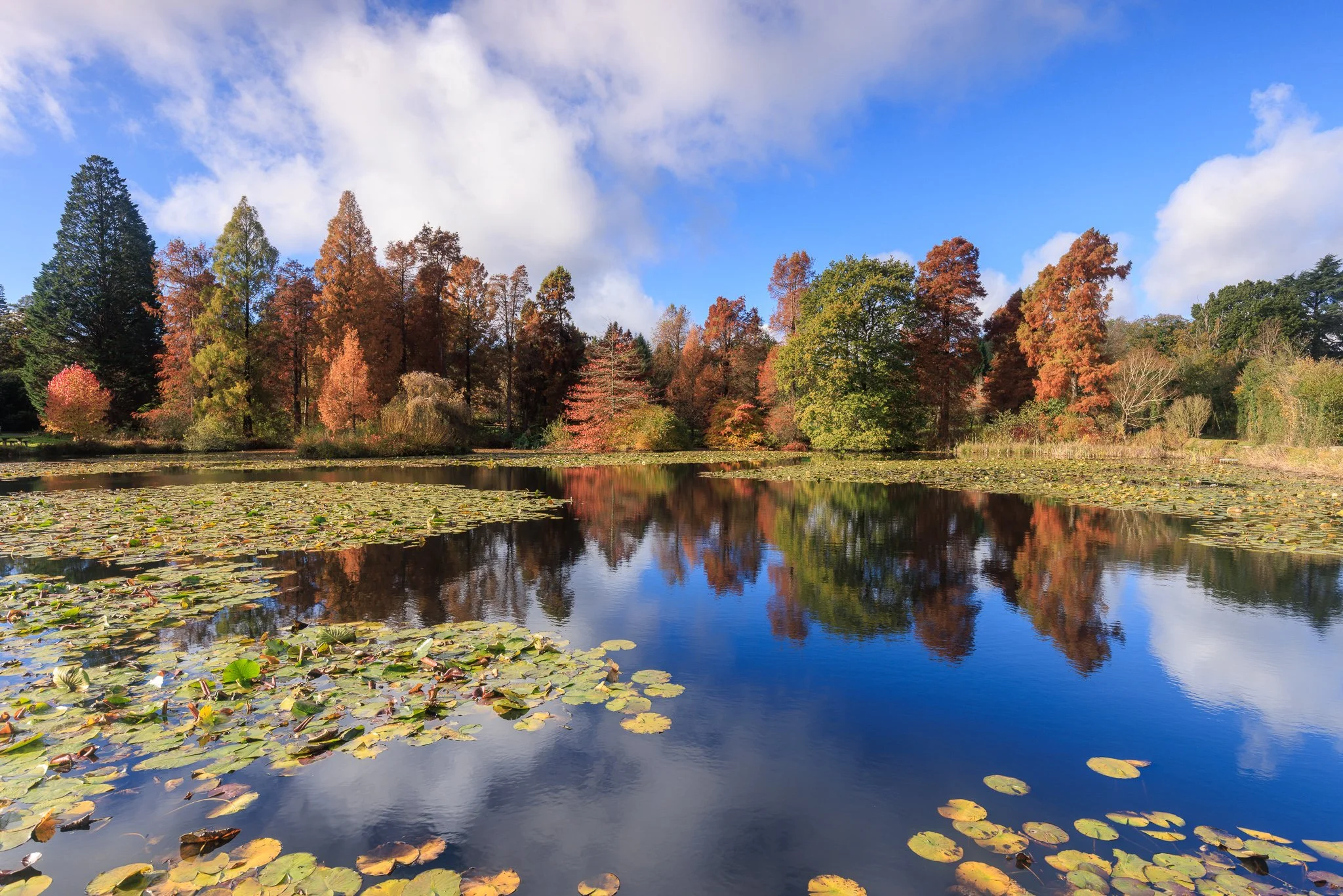 Bedgebury reflection - November 2025