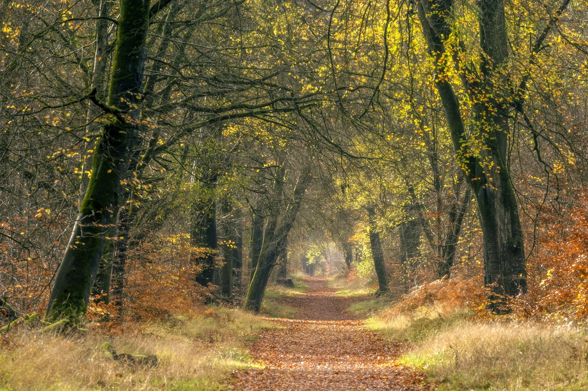 Savernake beech avenue - October 2025