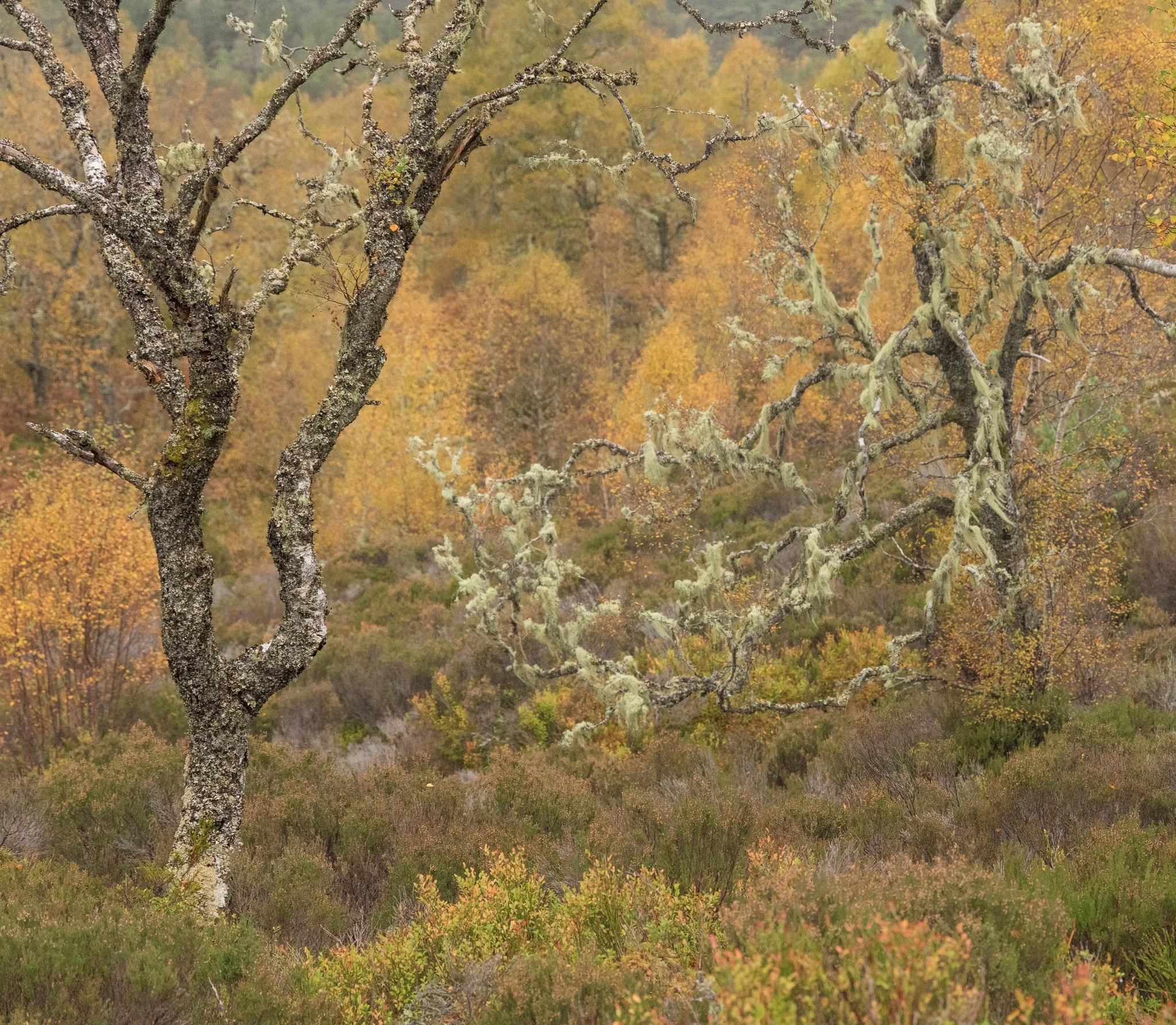ScotlandAutumn2026-23.jpg