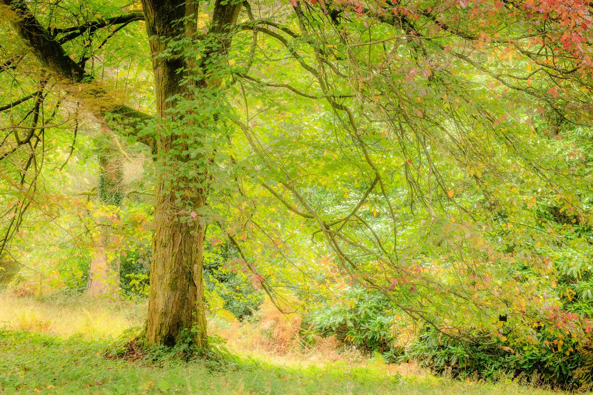 Early Autumn, Bedgebury Forest - Aug 2025