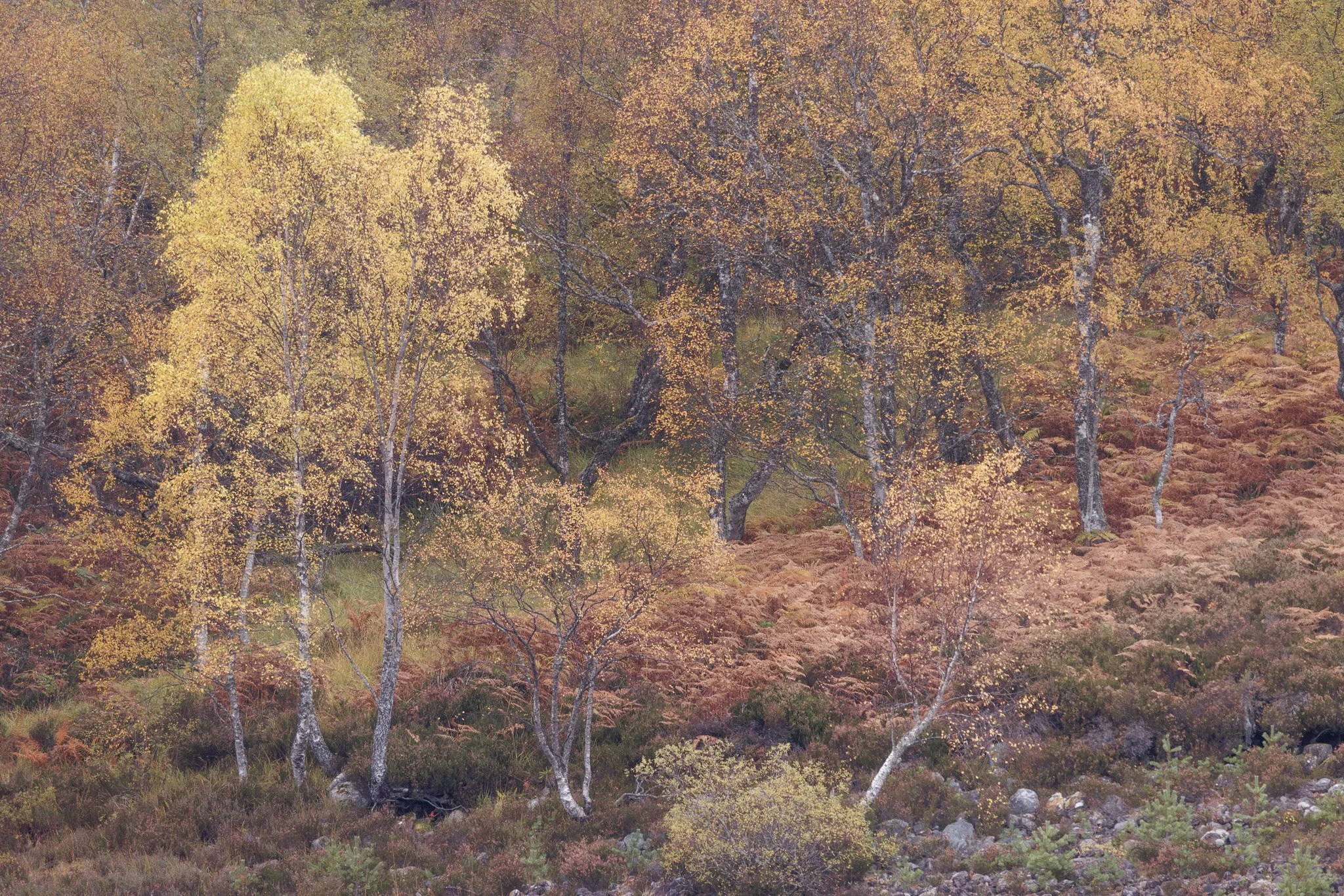 ScotlandAutumn2026-13.jpg