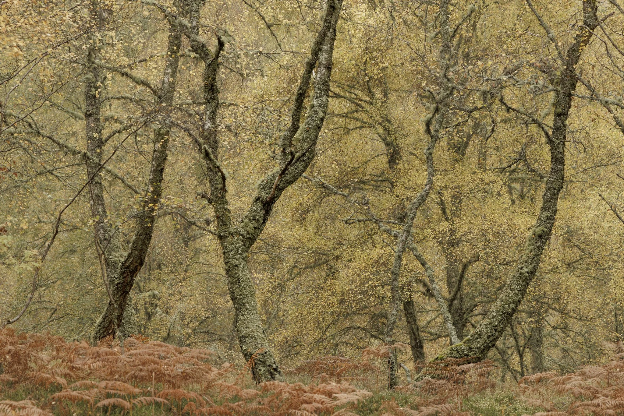 ScotlandAutumn2026-40.jpg